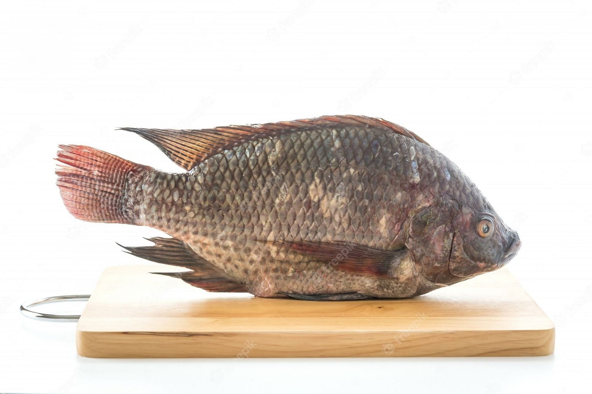 Claims of  Tilapia  being a man-made fish debunked (Image via Freepik)