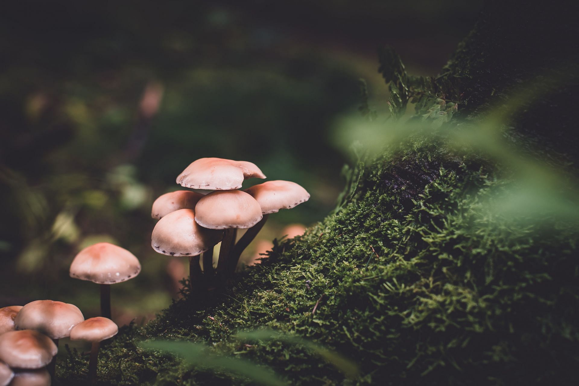 Handling mushrooms must be done with safety. (Image via Unsplash/ Presetbase Lightroom Presets)