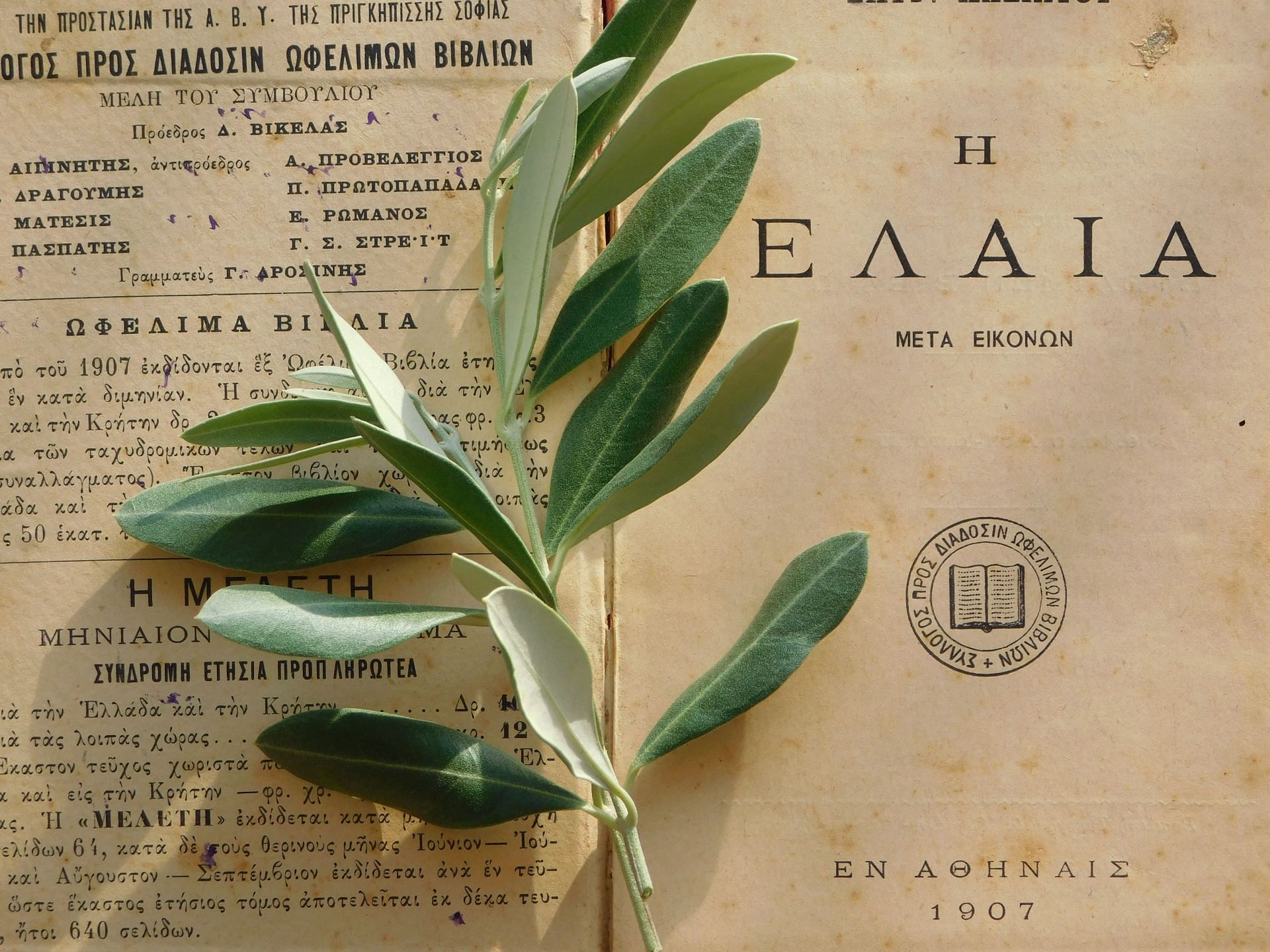 Olive leaf extract side effects are usually mild. (Image via Unsplash/Natalie Sym)