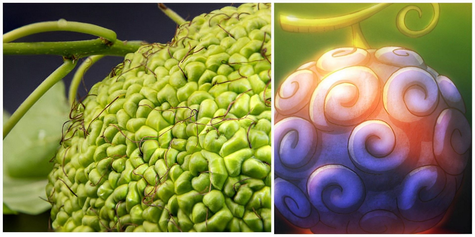 Weird fruit shares uncanny resemblance with Gum Gum Fruit from One Piece (Image sourced via Getty Images and Toei Animation Studio)