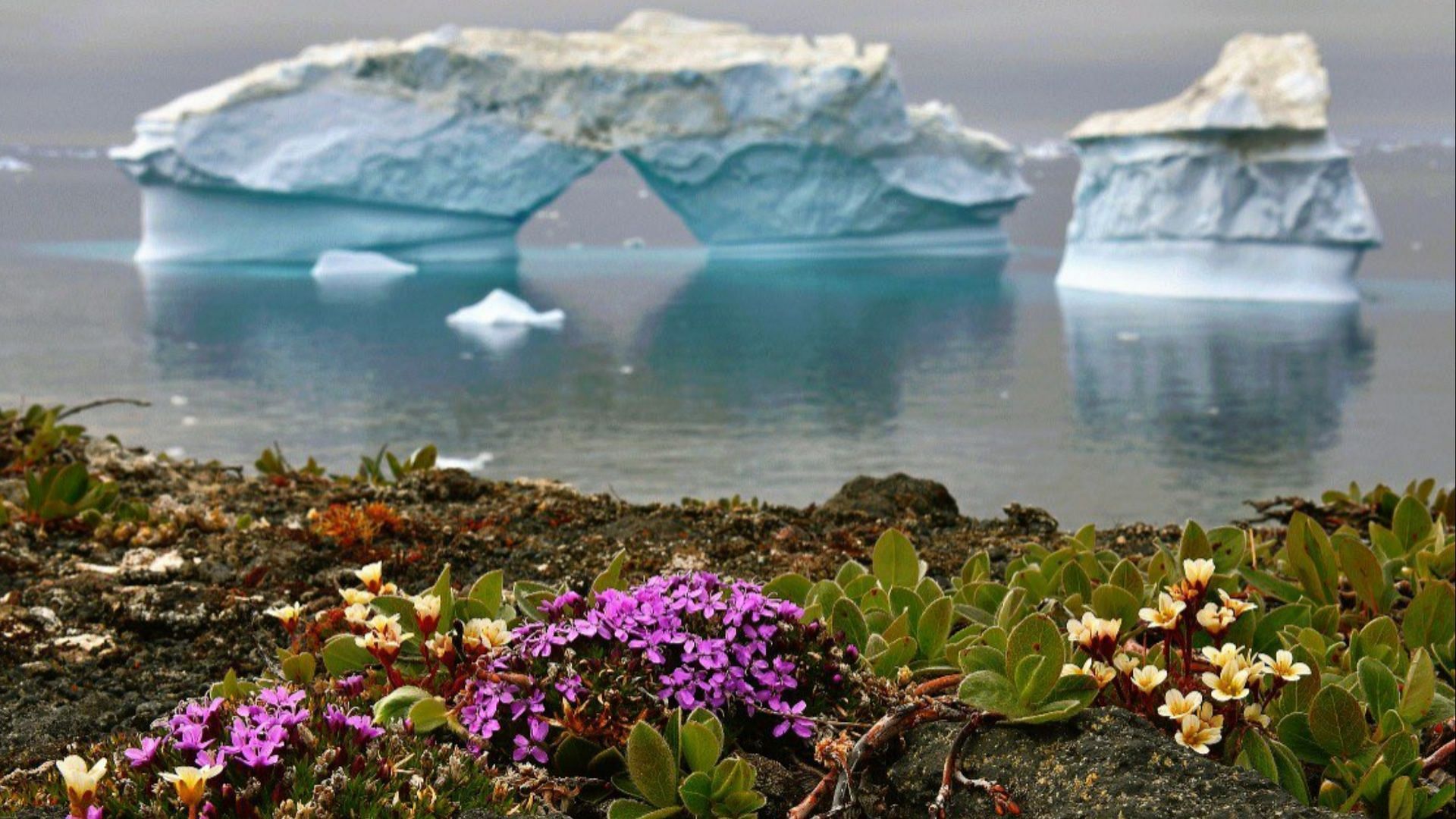 Flowers in antarctica. Колобантус в Антарктиде. Колобантус Кито в Антарктиде.