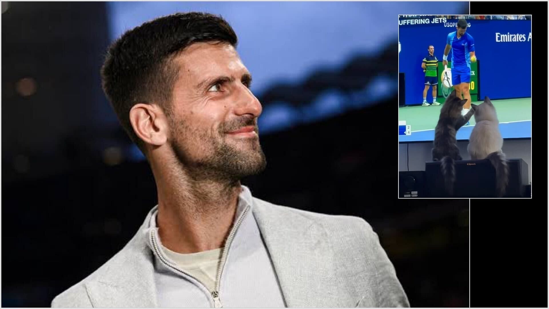 Rennae Stubbs reacts to hilarious video of cats responding to Novak Djokovic
