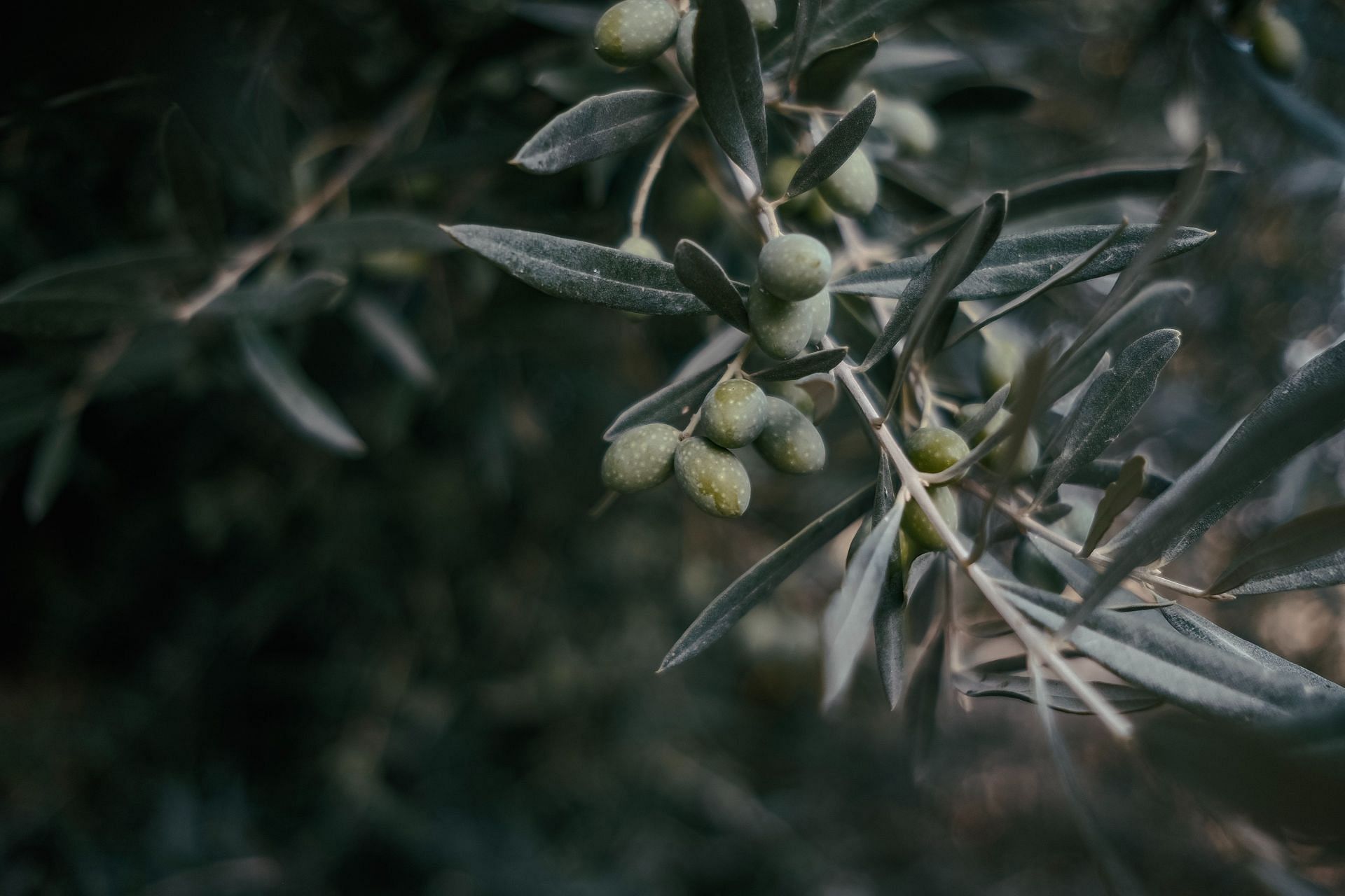 Olive leaf extract benefits include (Image via Unsplash/Emre)