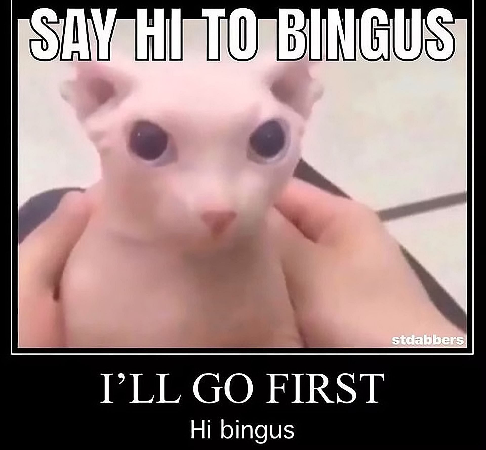 Bingus cat