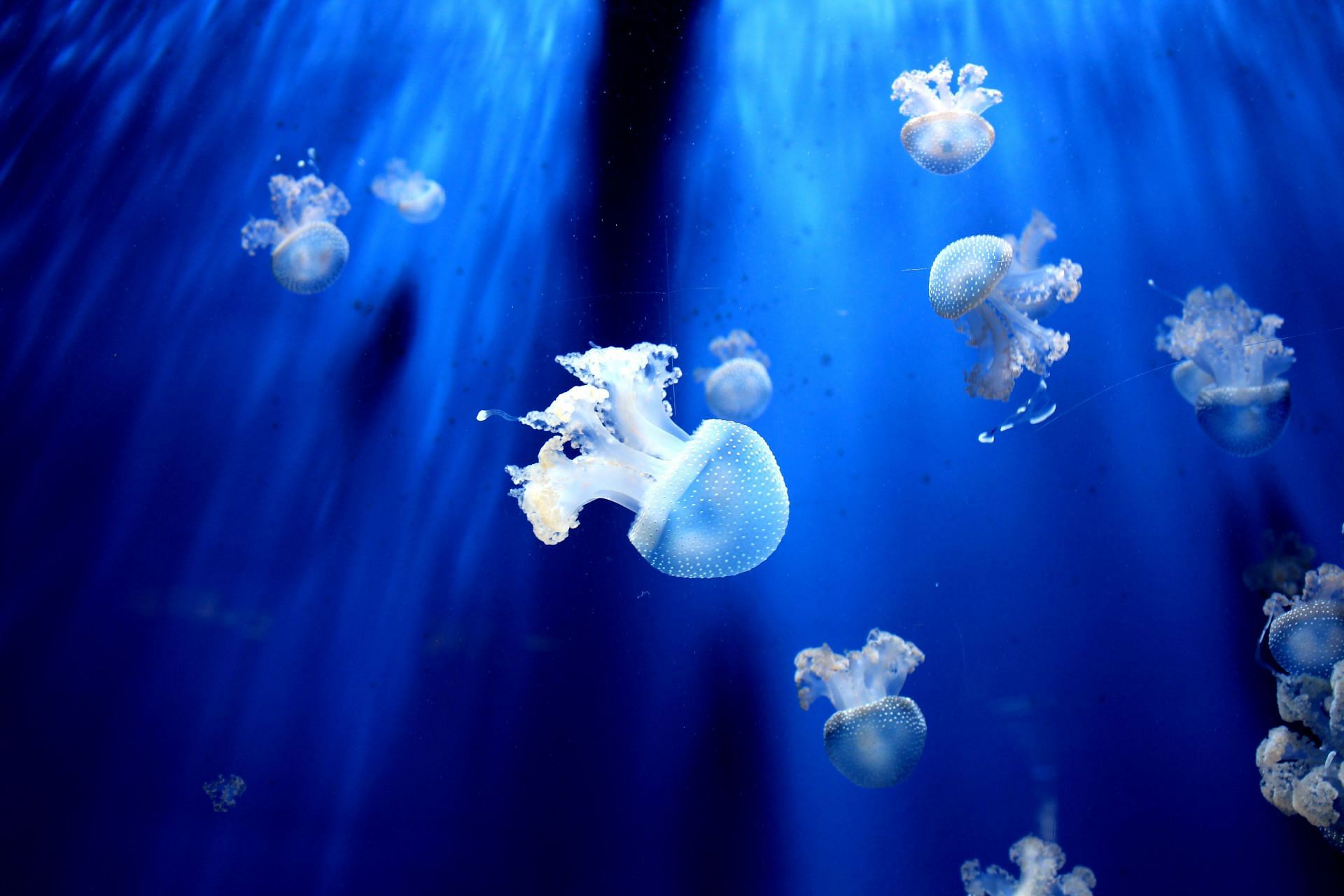Brainless jellyfish can actually learn skills (Image via Unsplash/Sara Santandrea)