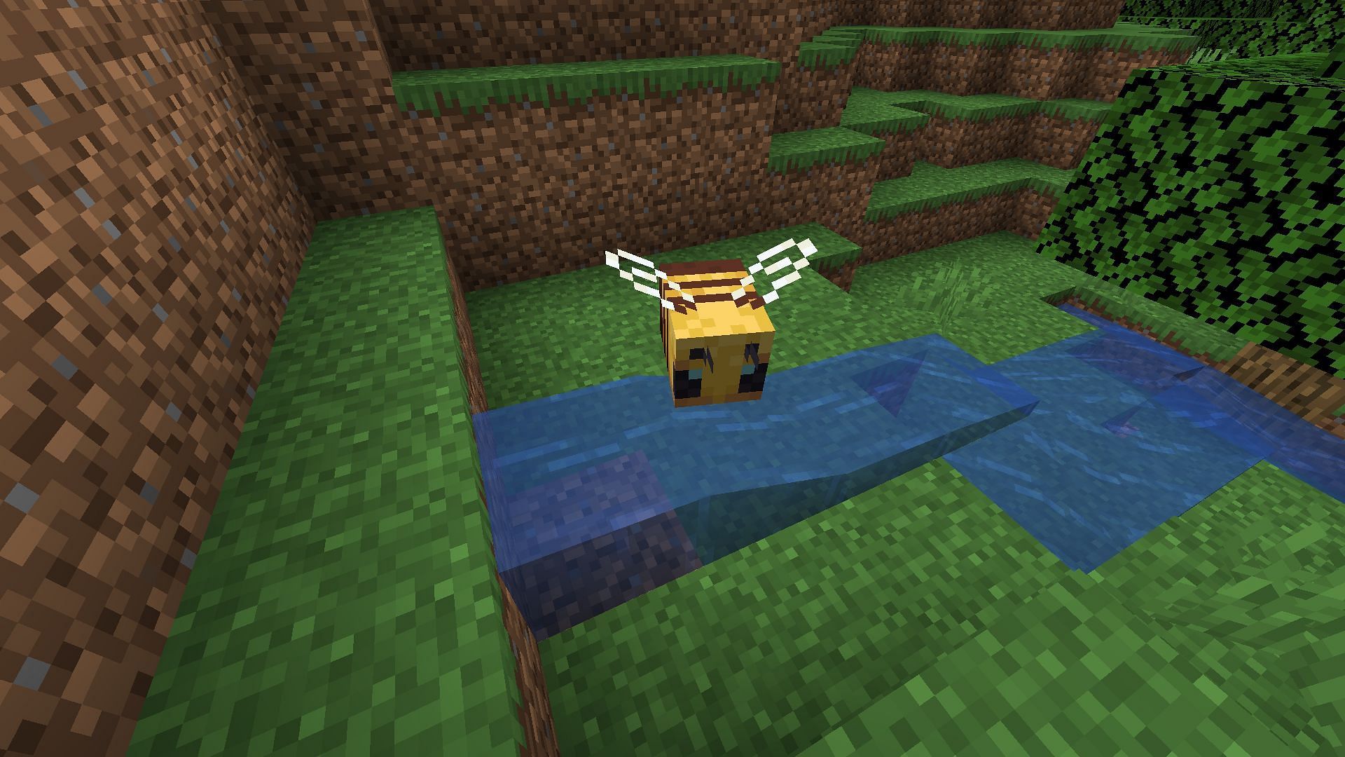 Bees can take damage from a source water block in Minecraft Java Edition (Image via Mojang)