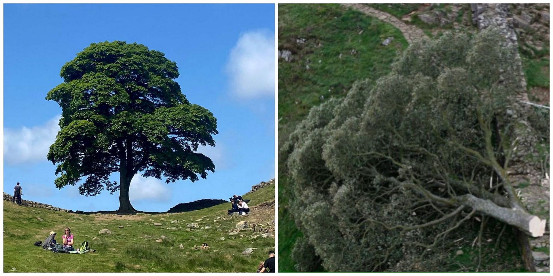 Police arrested a 16-year-old boy for axing down the 300-year-old historic Robin Hood tree: More details revealed. (Image via BBC)