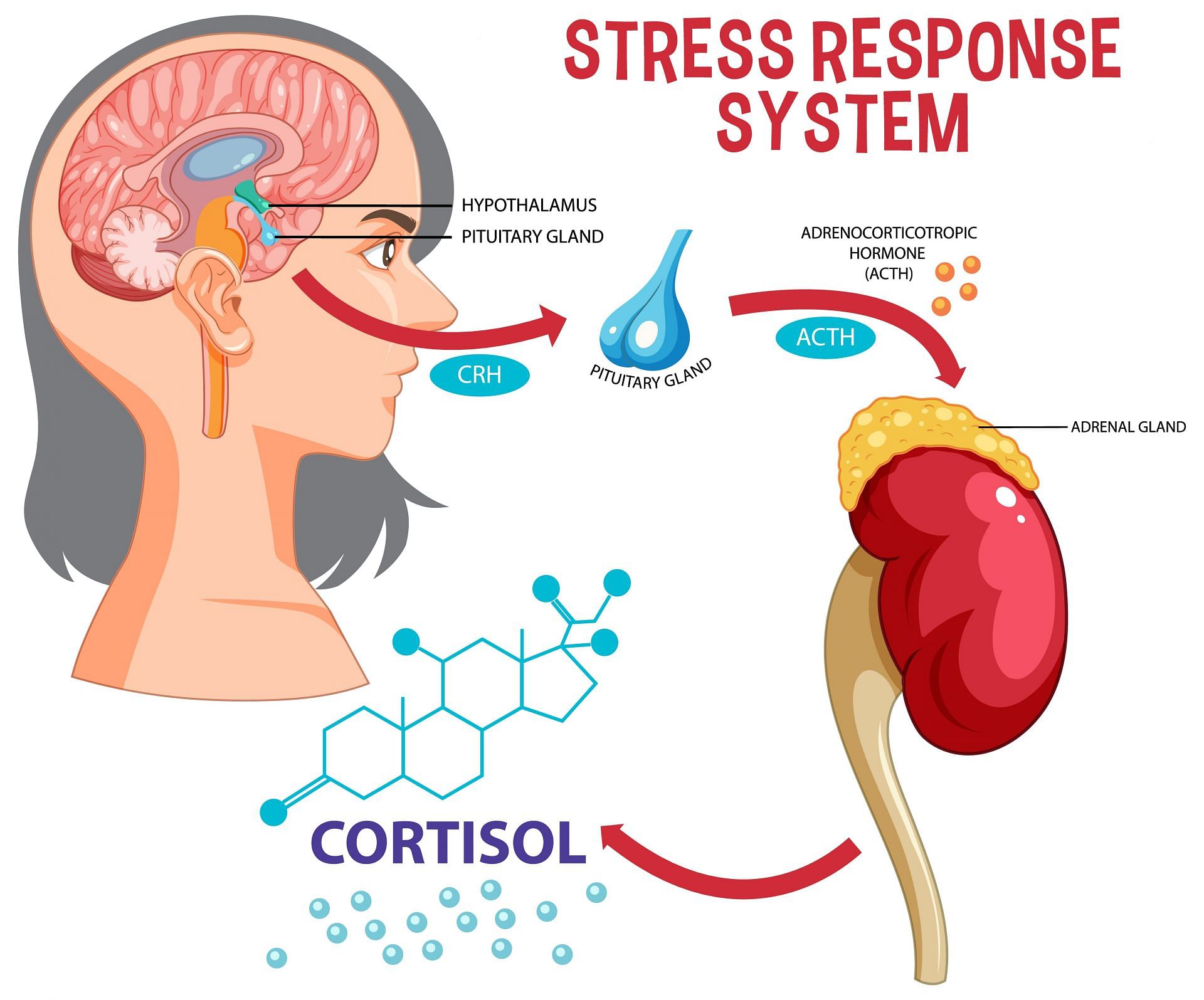 It is a stress hormone that has numerous functions to play, but why are people asking to reduce it? (Image via Freepik/ brgfx)