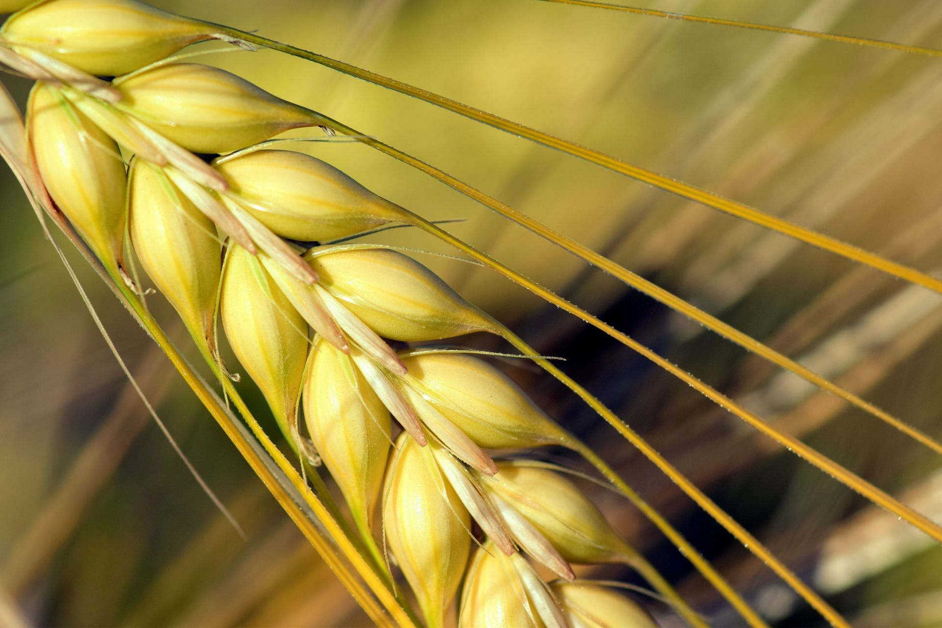 Learn the suprising benefits of barley. (Image credits:  Freepik)