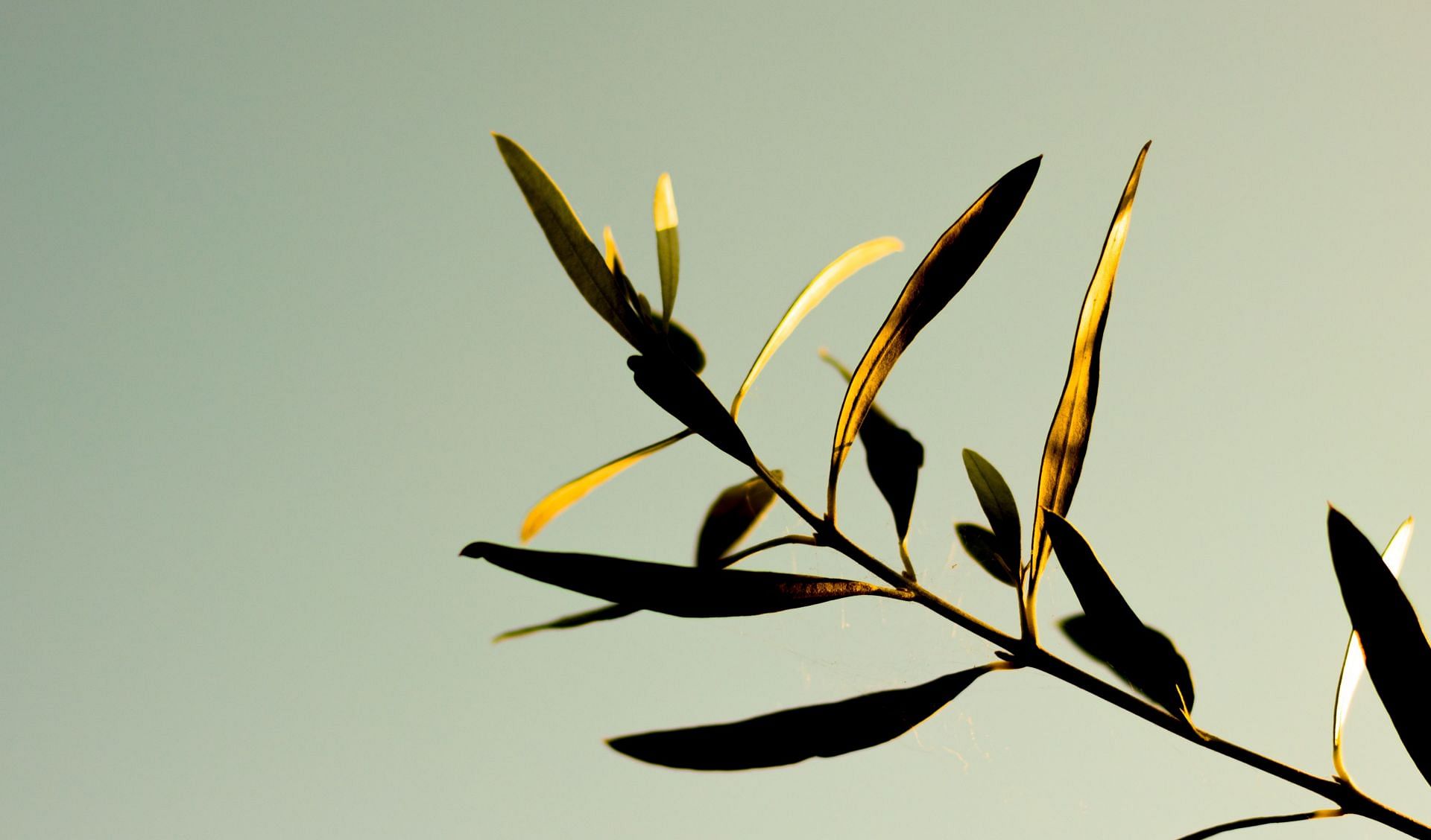 Olive leaf extract benefits have been gaining popularity (Imaaage via Unsplash/Jeremy Perkins)