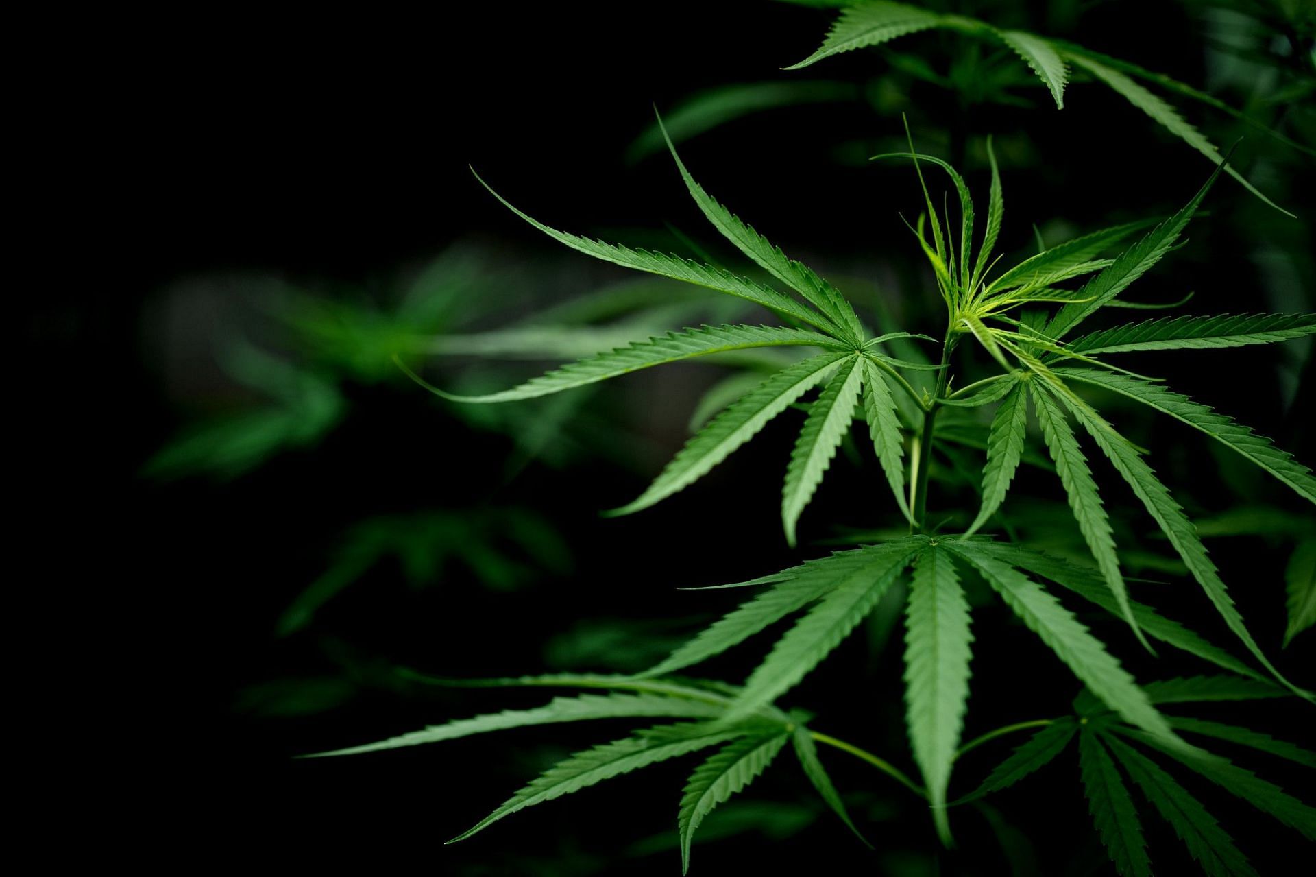 A cannabis leaf (Image by jcomp on Freepik)