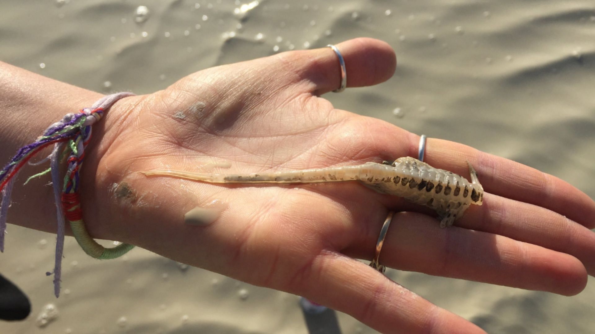 What is fairy shrimp? Burning Man flesheating parasite claim explored