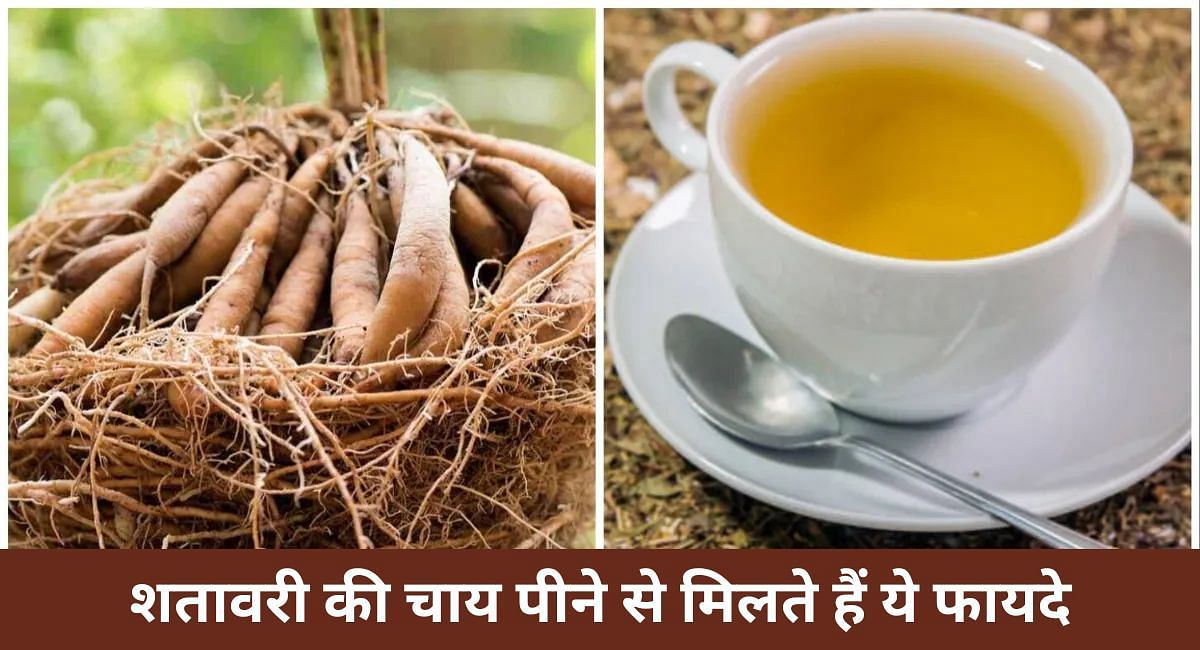 शतावरी की चाय पीने से मिलते हैं ये फायदे(फोटो-Sportskeeda hindi)