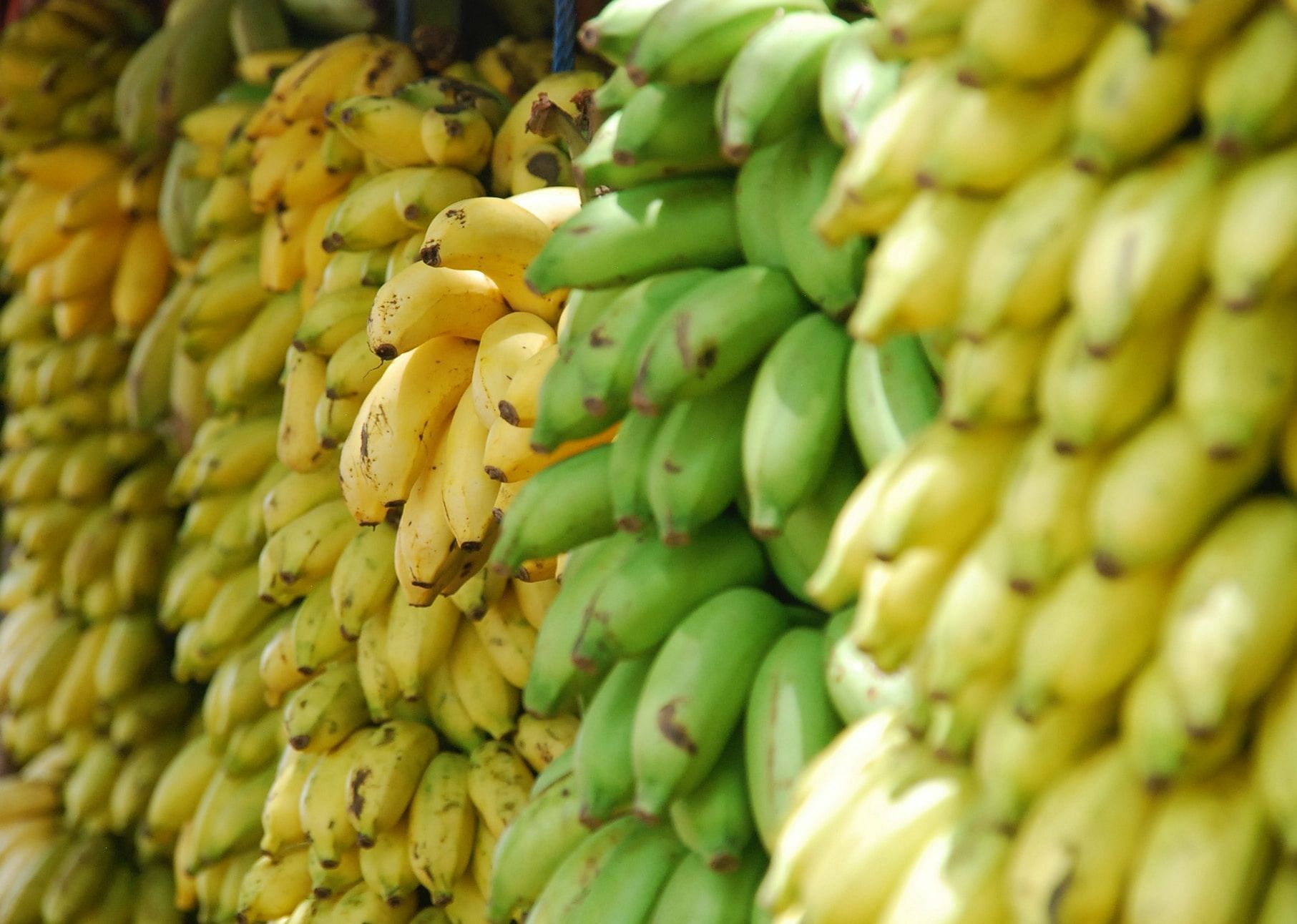 Consuming banana is good for weight loss (Image via Unsplash/ Lotte L&ouml;hr)