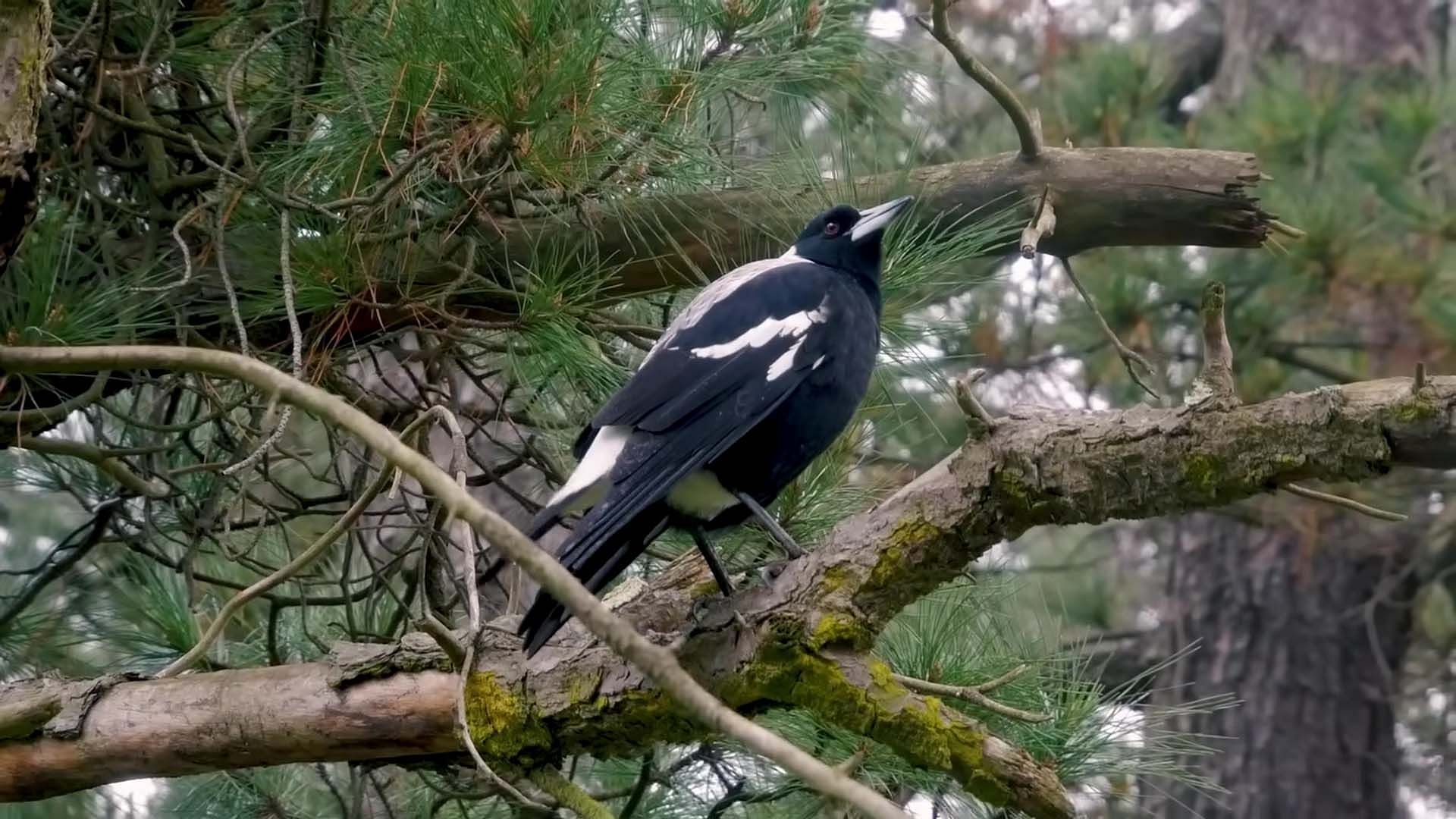 A magpie (Image via YouTube/@The Backyard Naturalist)