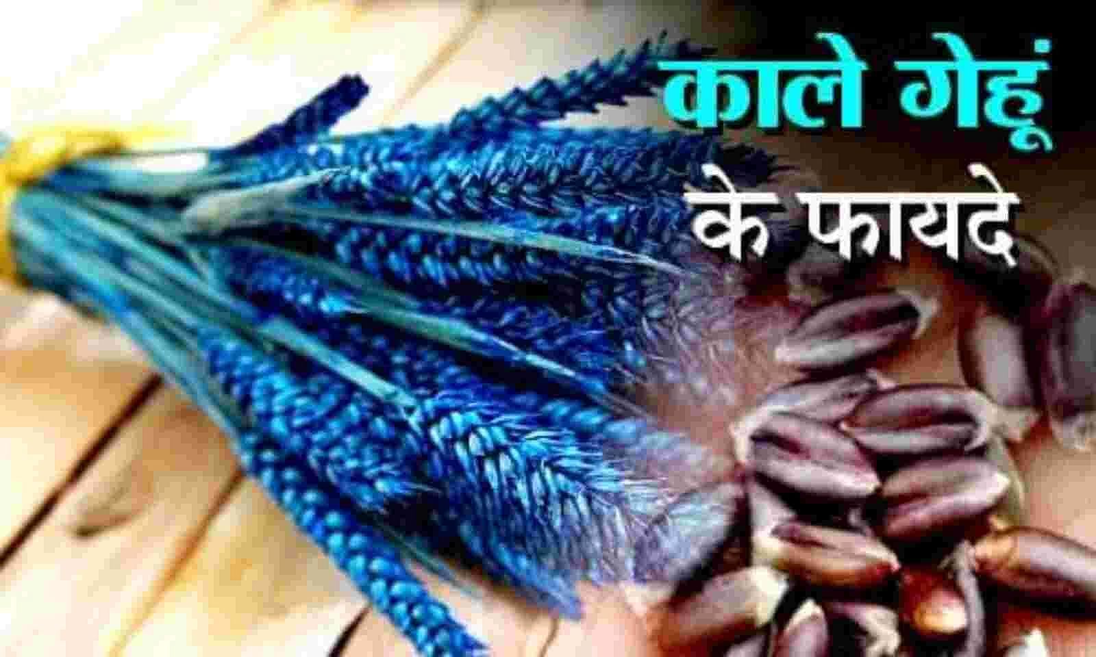 काले गेहूं खाने के फायदे (sportskeeda Hindi) 