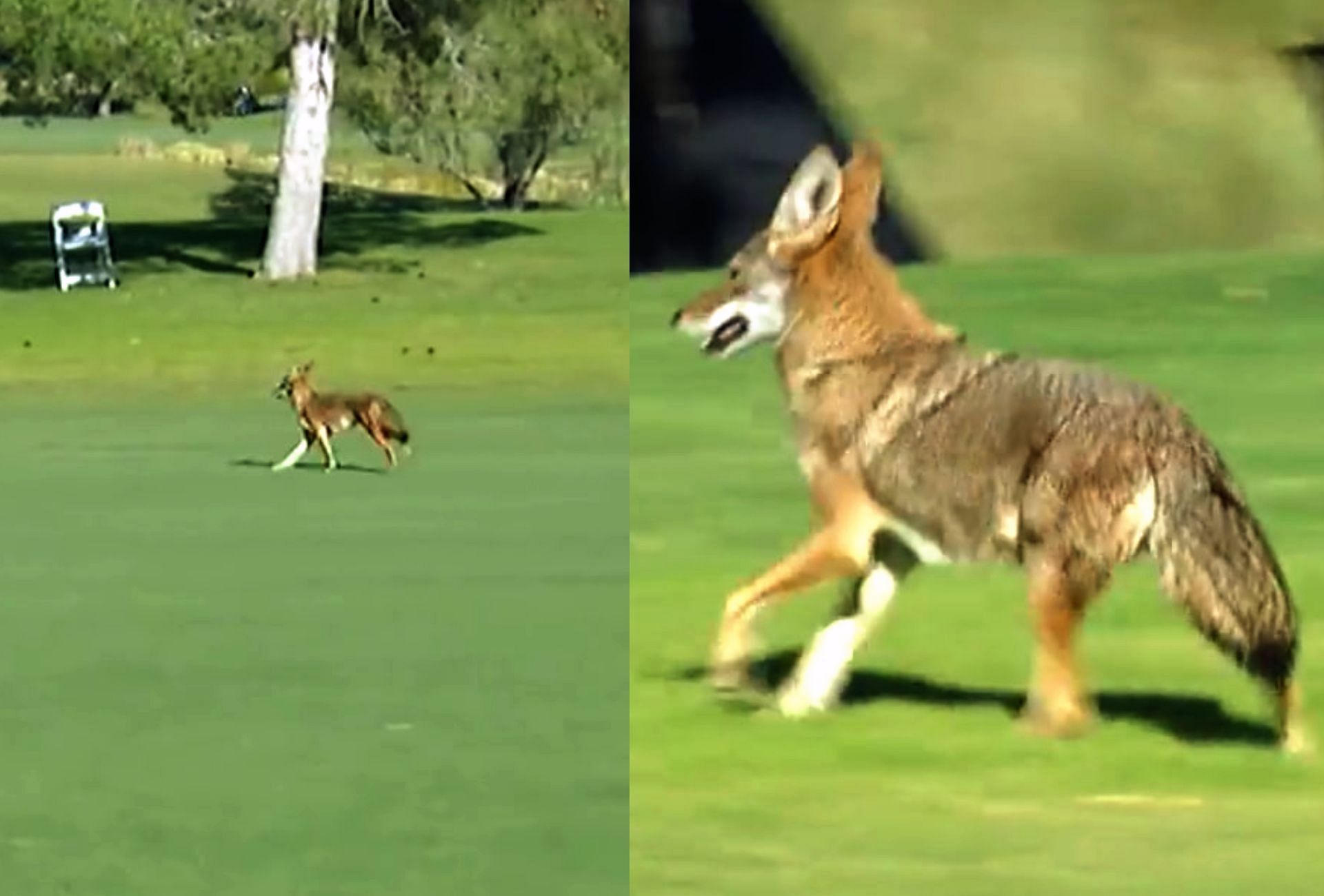 Coyote running around the TPC Summerlin, home of the Shriners Children