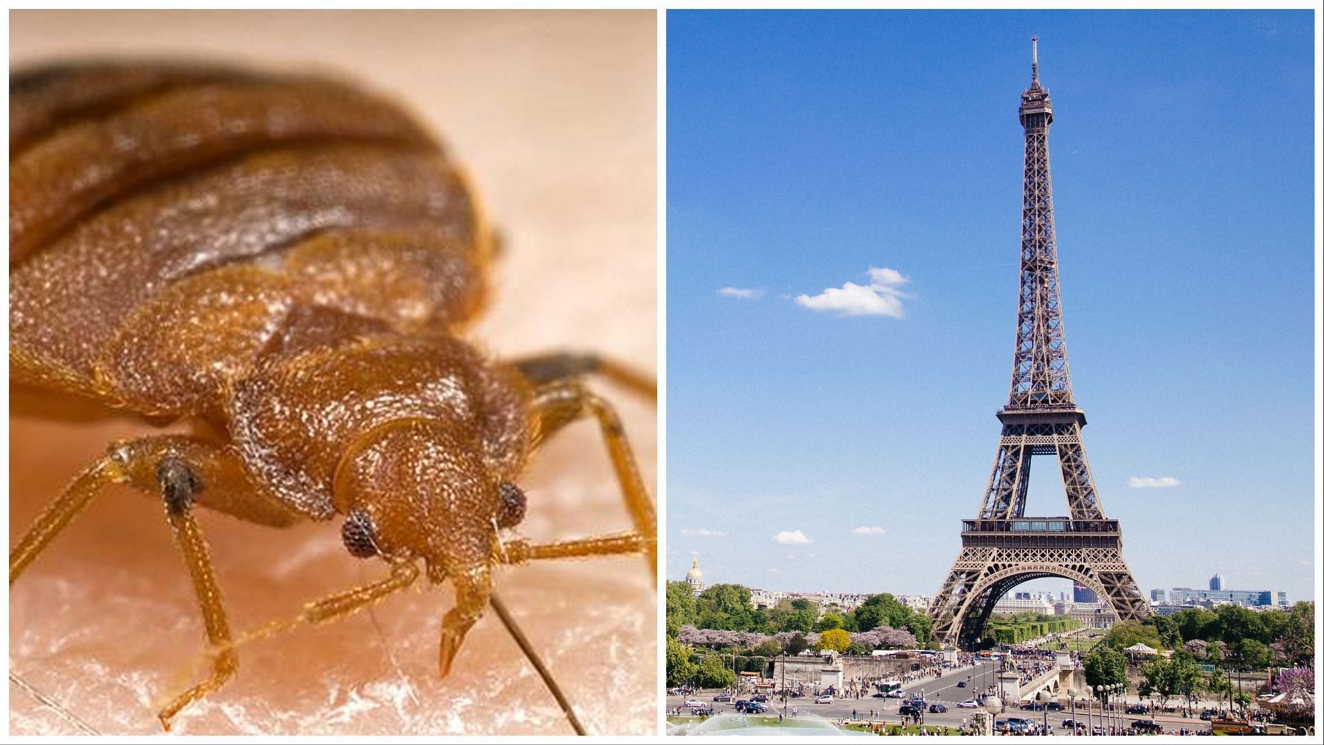 Paris is facing a major bedbug problem (Image via Anthony DELANOIX on Unsplash, X/@LeeRaldar)