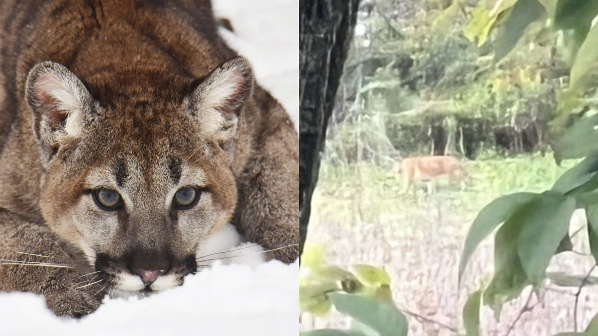 Revelation behind possible mountain lion sighting in Pennsylvania spurs hilarious reactions online. (Image via Facebook/Jorge Vazquez, neighbors.ring.com)