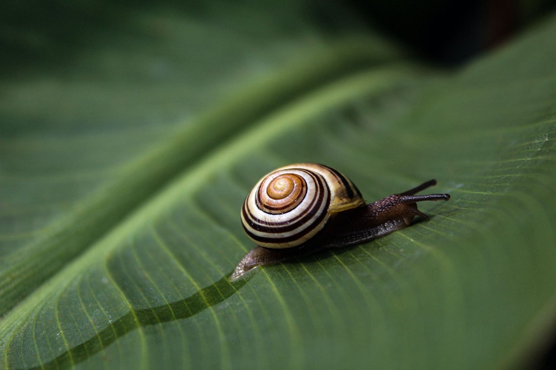 Snail Mucin have numerous skin benefits (Image via Unsplash/ t)