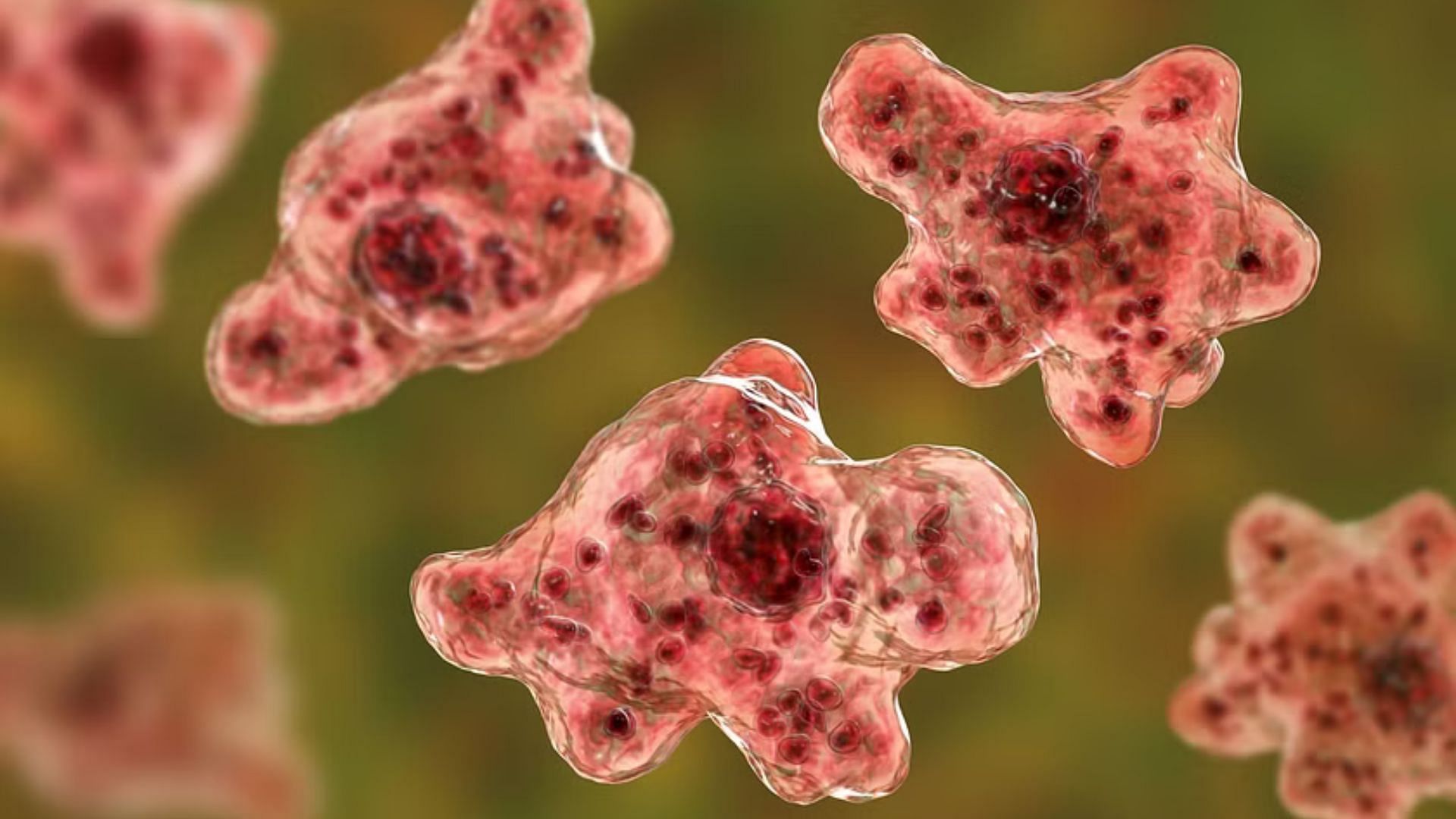  What are the symptoms caused by brain-eating amoeba? (Image via Getty Images)