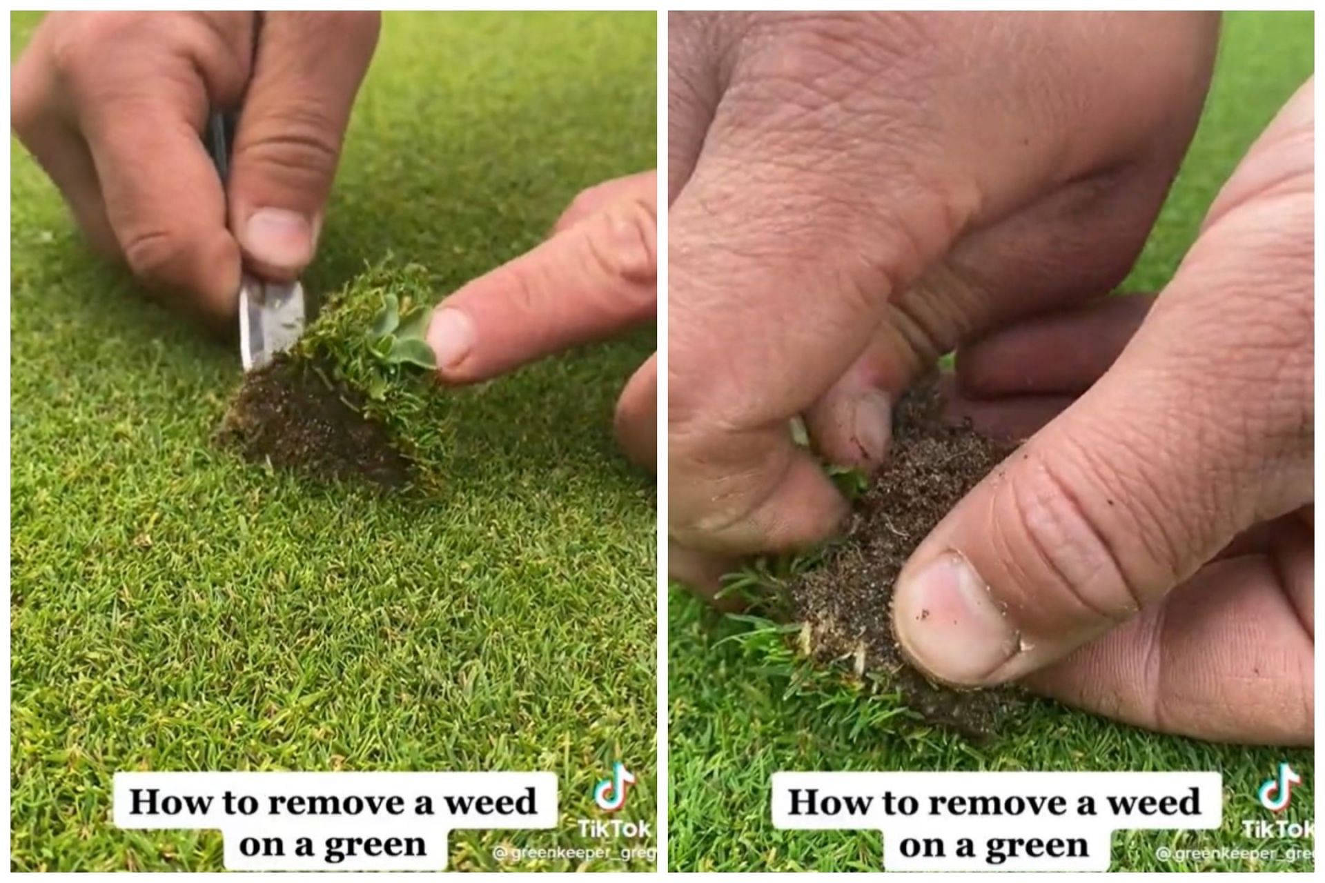 Head Greenskeeper carefully removes the weed from the green on the golf course (Image via Tiktok.com/greenkeeper_greg)