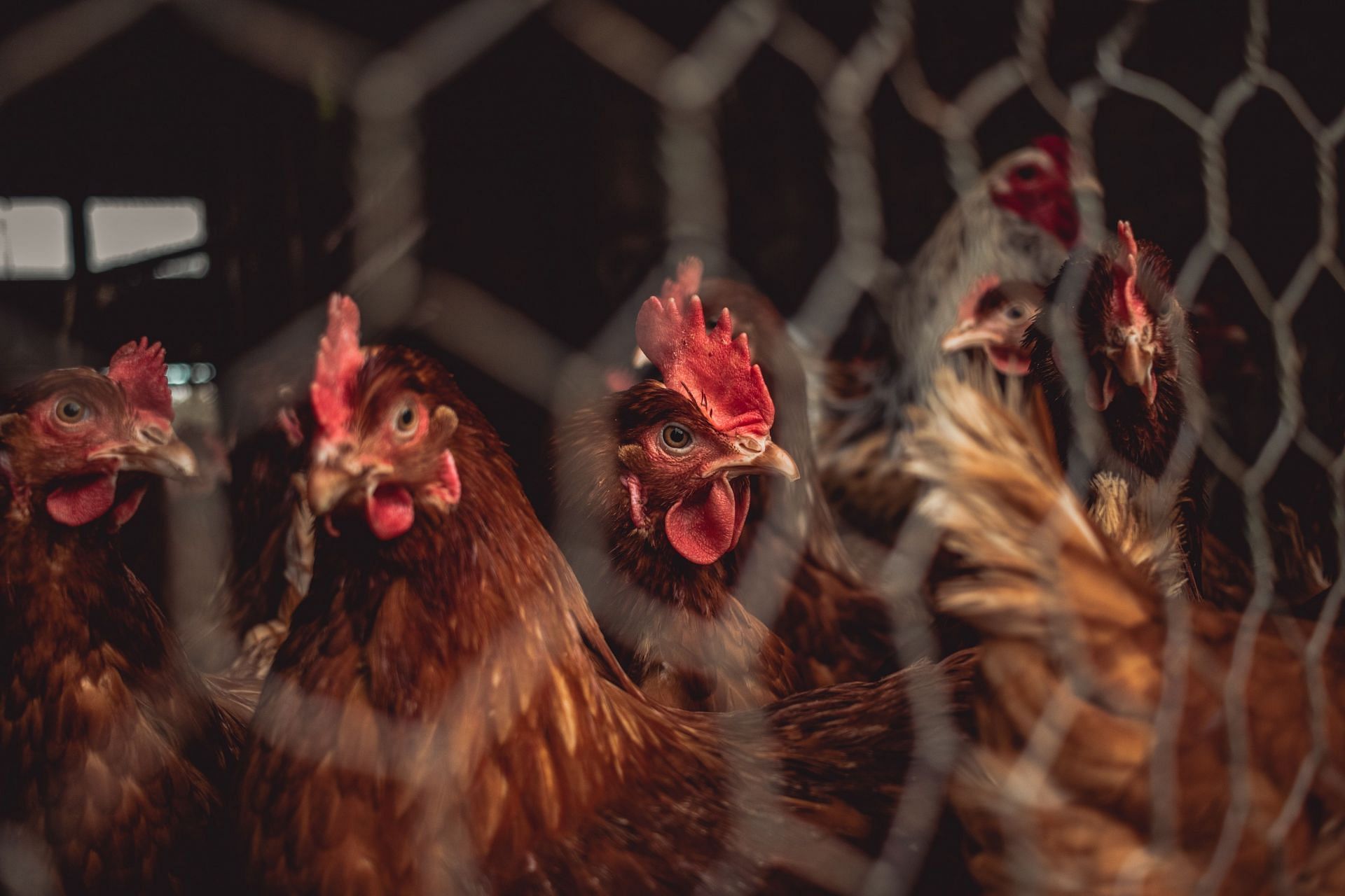 Avian flu cases are rising in Utah. (Image via Unsplash/ Nighthawk Shoots)