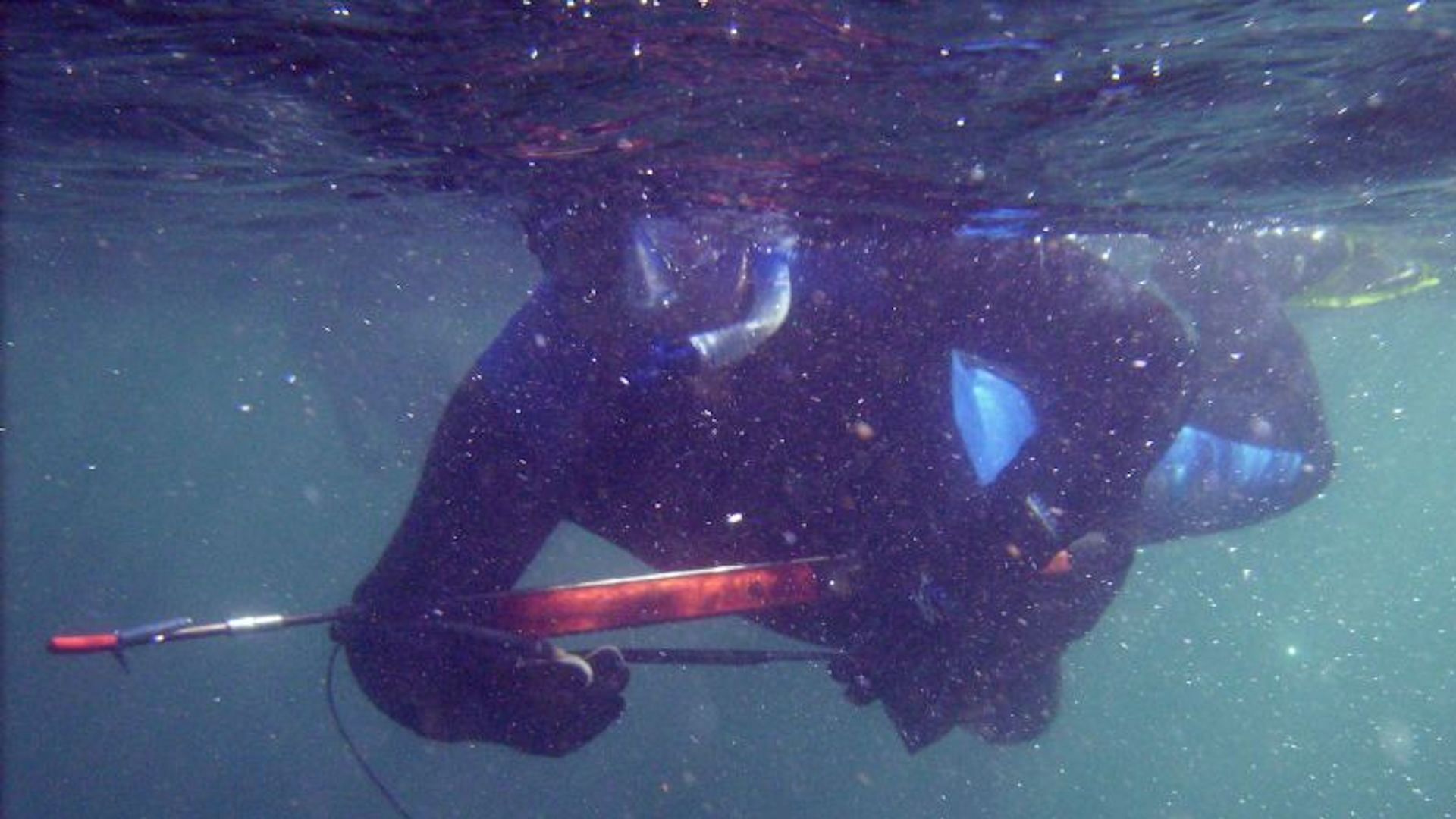 A person holding a speargun underwater (Image via Wikipedia)