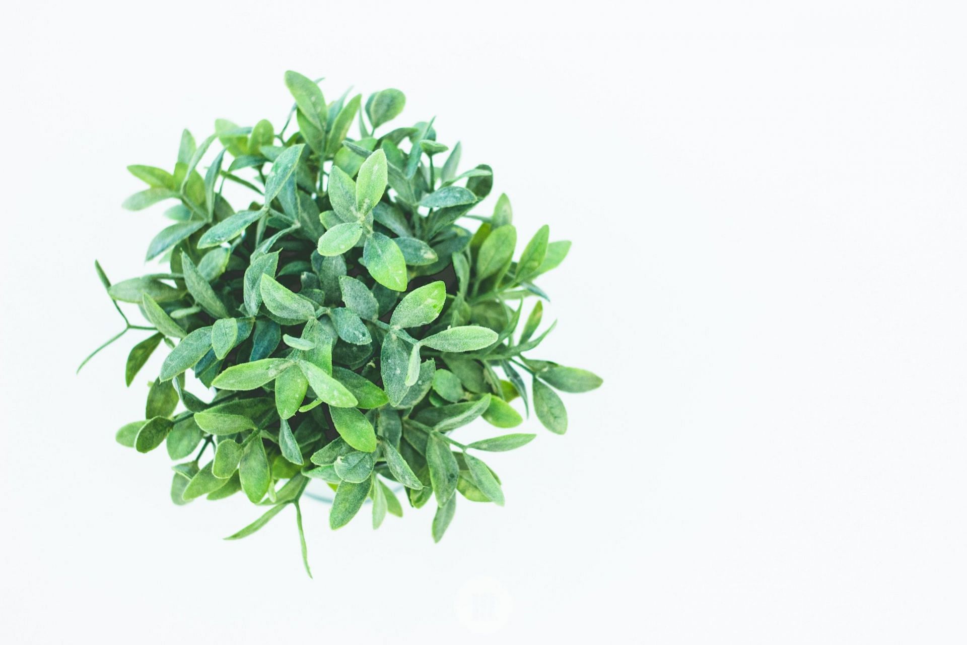 Curry leaves for hair growth (Image via Unsplash/Temitope)