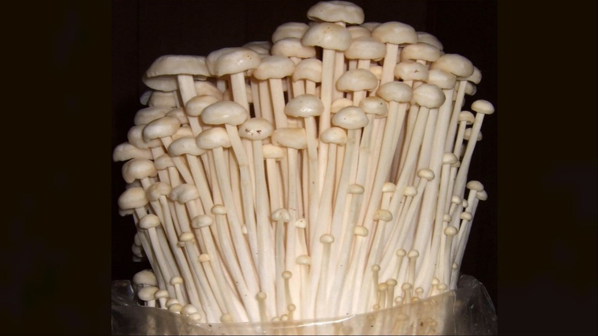 The recalled Enoki Mushrooms from Utopia Foods may be affected by Listeria contaminants (Image via Frankenstoen / Flickr Wikipedia)