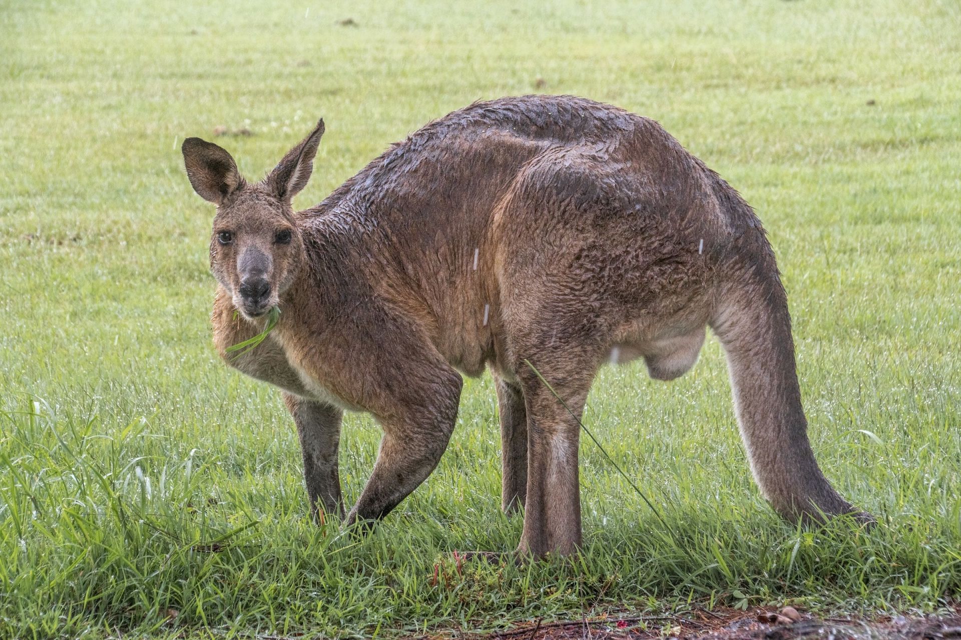Kangaroos are usually muscular, strong, and active (Image via Unsplash/Tarryn Myburgh)