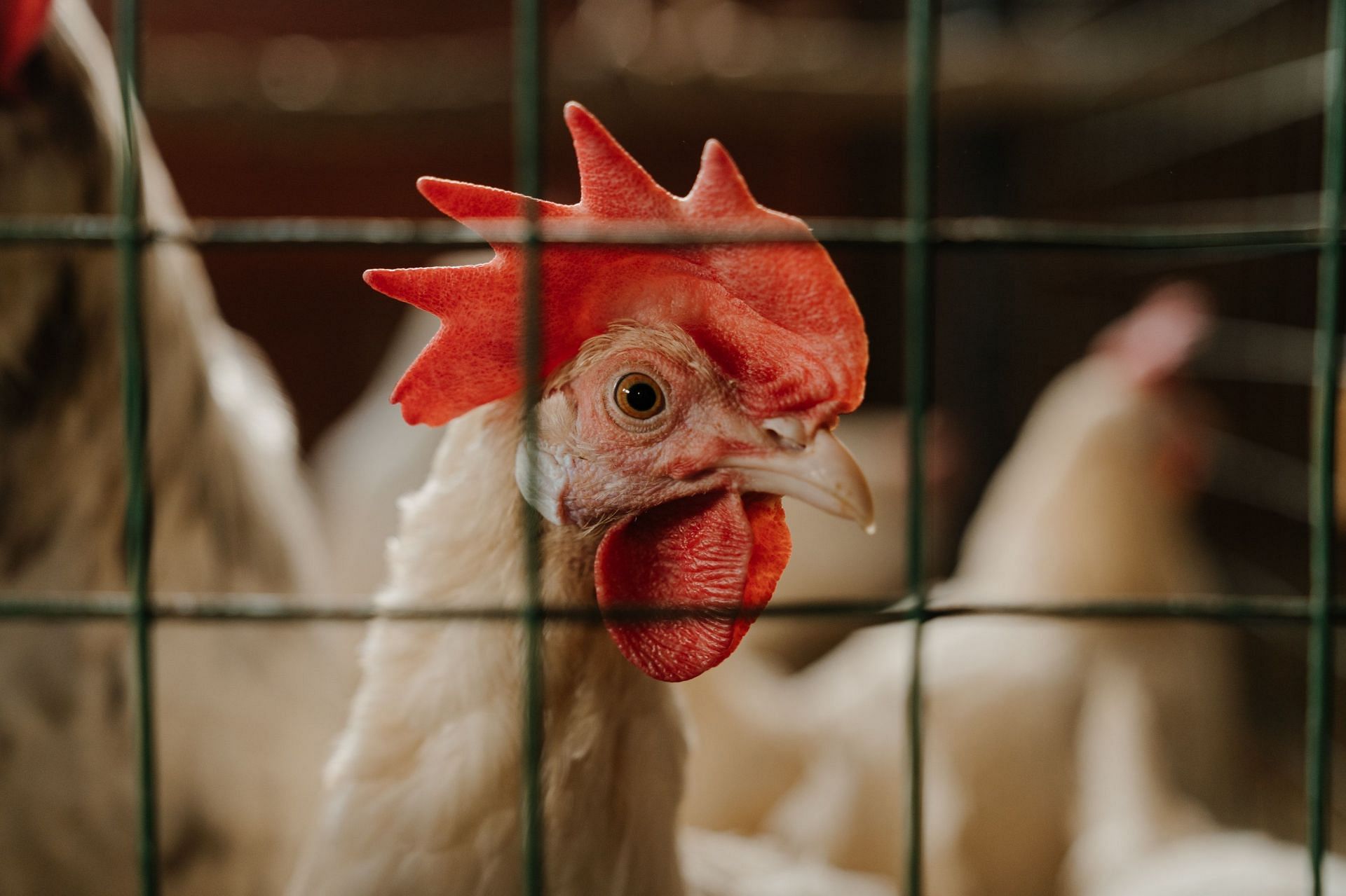 Farm owners are directed to look out for symptoms in birds. (Image via Pexels/ Cottonbro Studio)