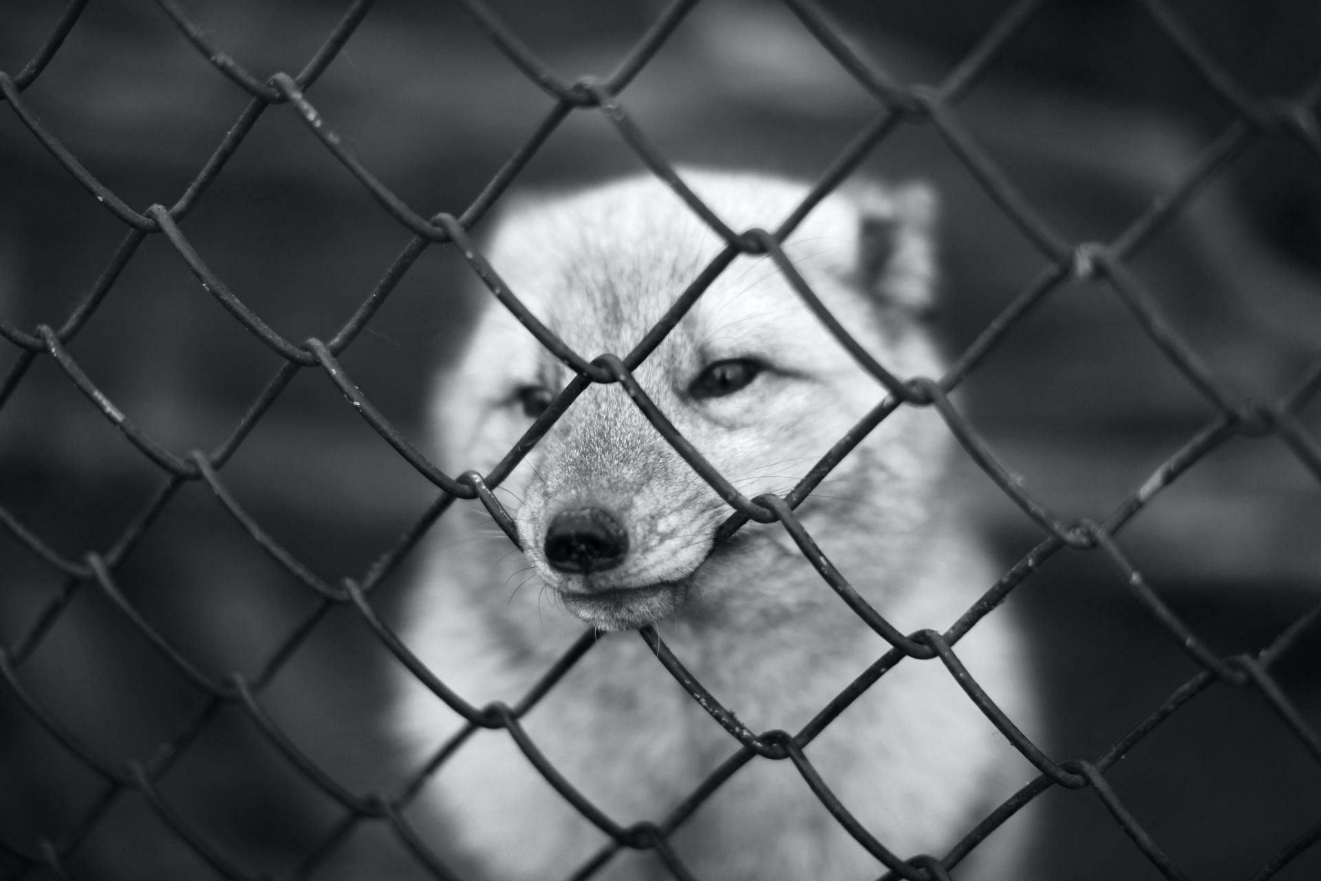 Mauled by a pack of dogs - suffered 30 bites (Image via Unsplash/Salb)