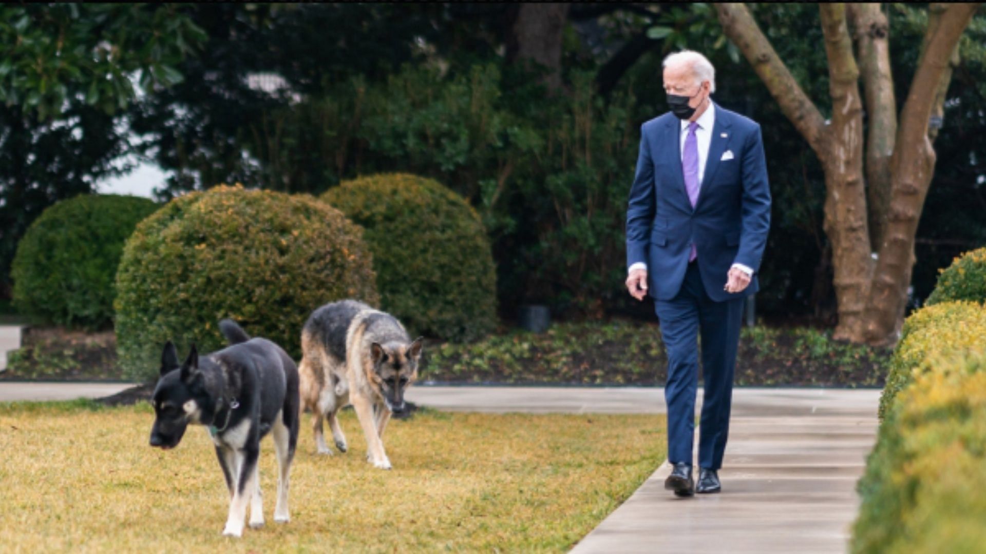 Biden family dog Commander has been removed from the White House after several biting incidents. (Image via X/dom_lucre)
