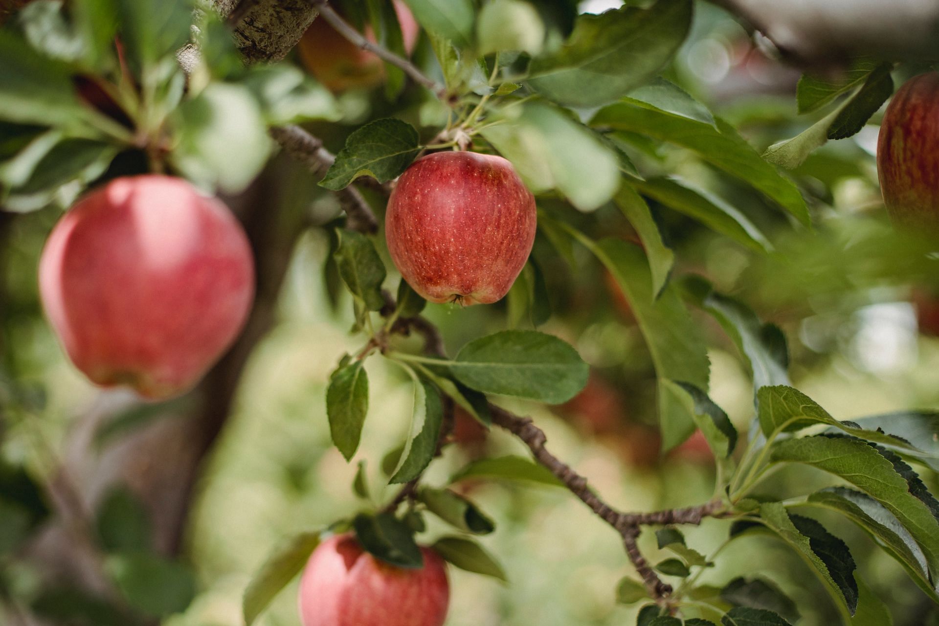 Red fruits and vegetables benefits (image sourced via Pexels / Photo by Zen Chung)