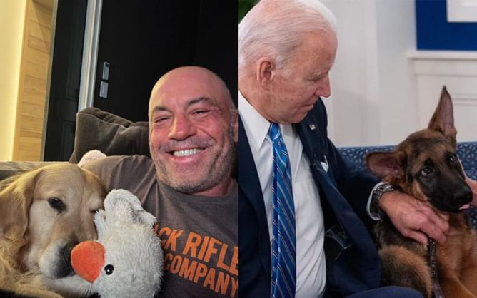 "Not just supposed to have them laying around" - Joe Rogan expresses shock at Joe Biden's dog Commander biting more Secret Service agents