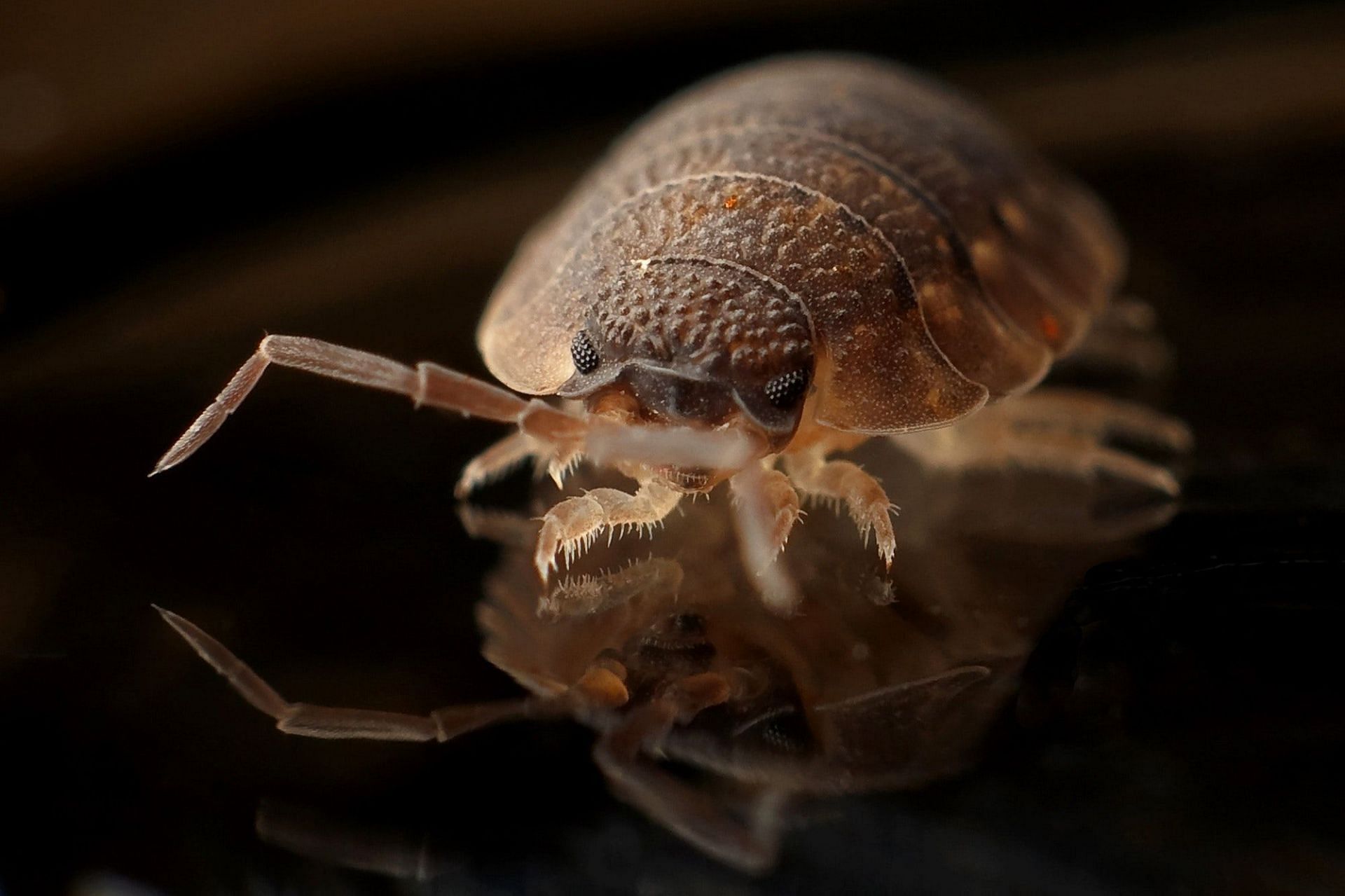 Bedbug outbreak caused in Paris. (Image via Pexels/ Pixabay)