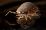 Bedbug outbreak caused in Paris. (Image via Pexels/ Pixabay)