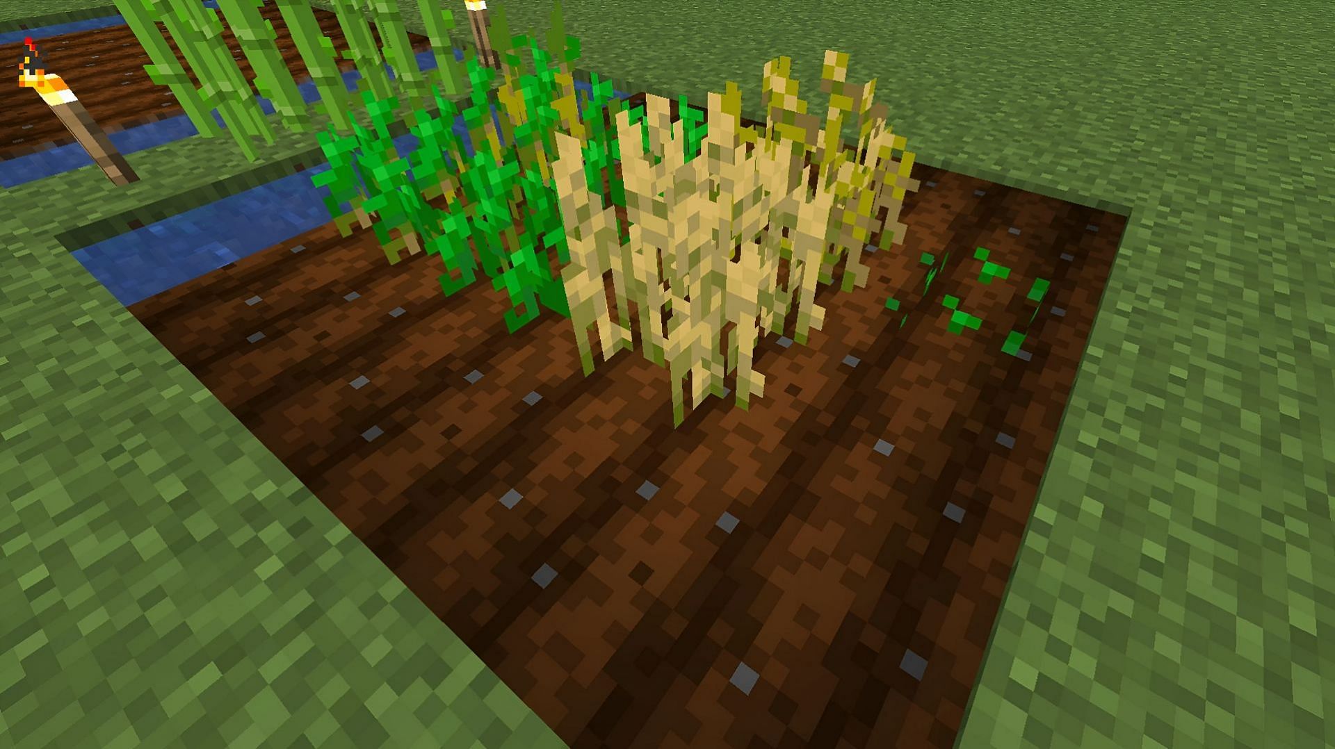 Wheat is incredibly easy to grow with a single source of water (Image via Mojang)