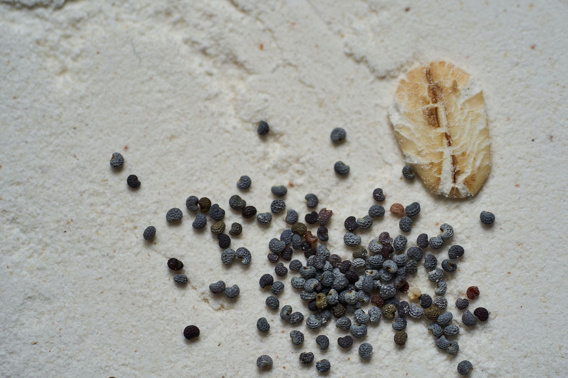 These seeds are good for health. (Image via Unsplash/ Wolfgang Hasselmann)