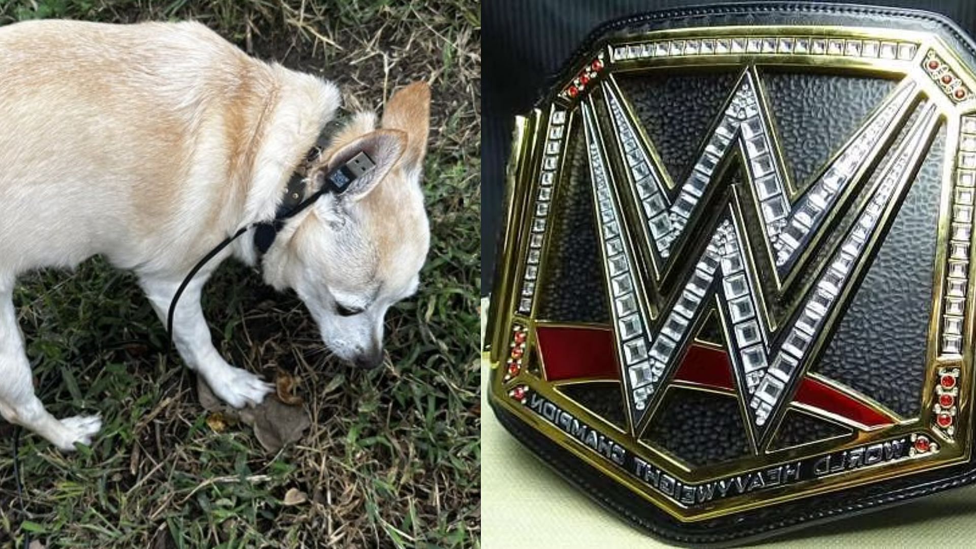 The picture of the dog tied with a USB cable was shared by an AEW personality