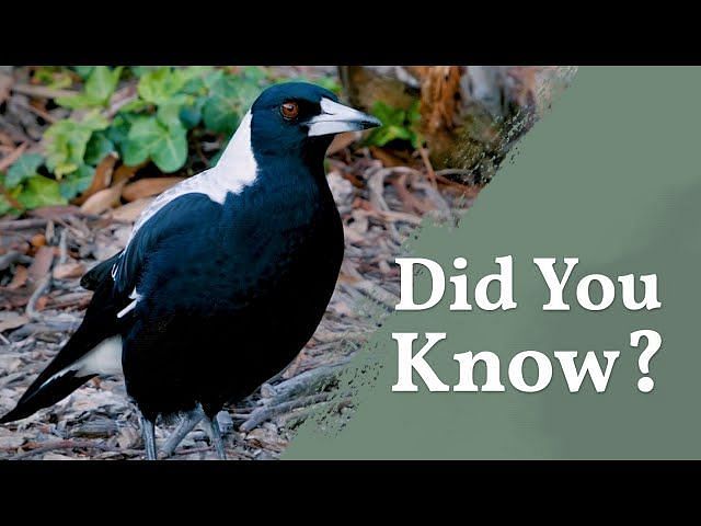 Are magpies territorial? Man records a bird targeting him on his way ...