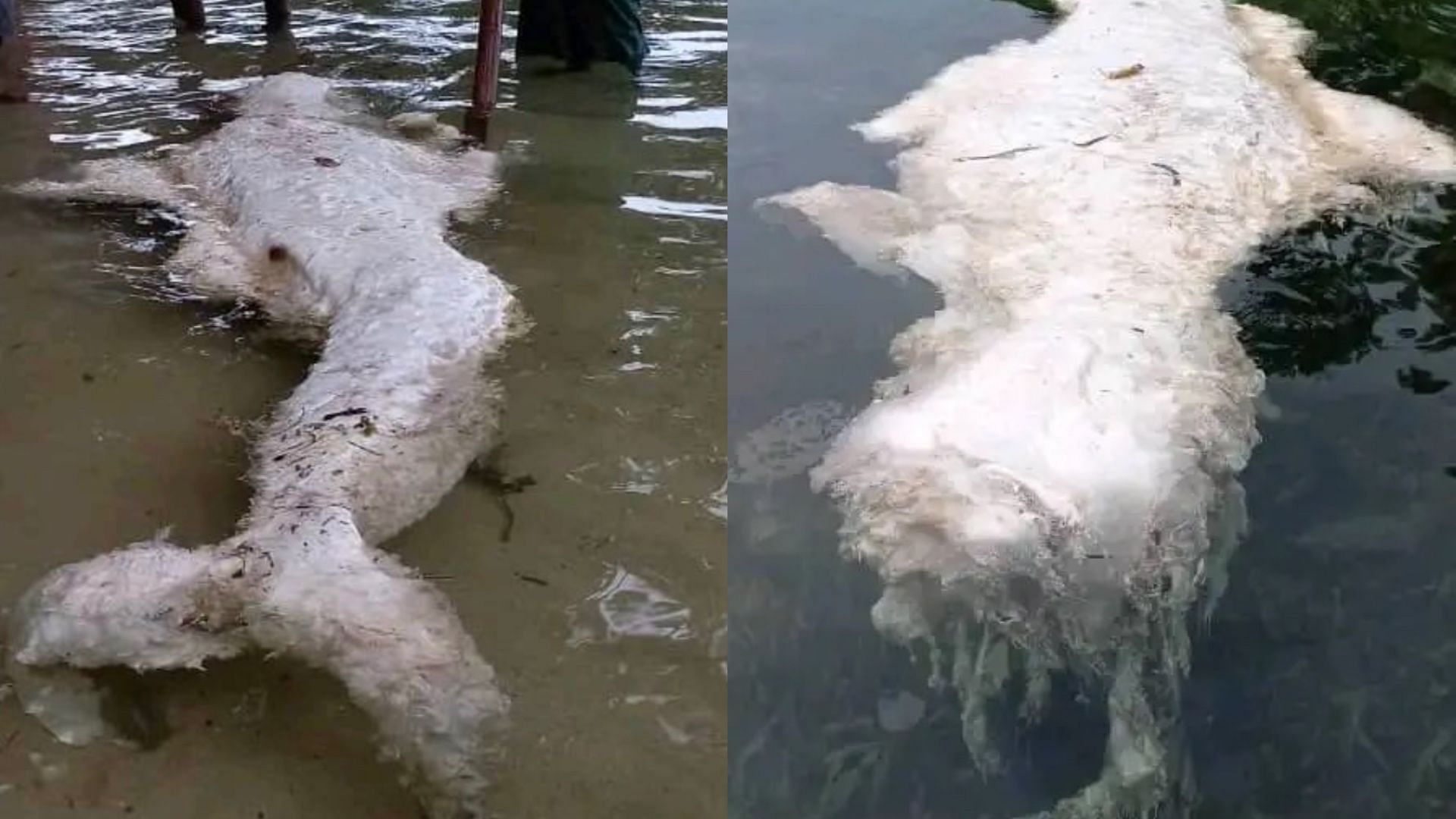 Mermaid creature washes ashore in Papua New Guinea. (Images via Facebook/ New Irelanders Only)