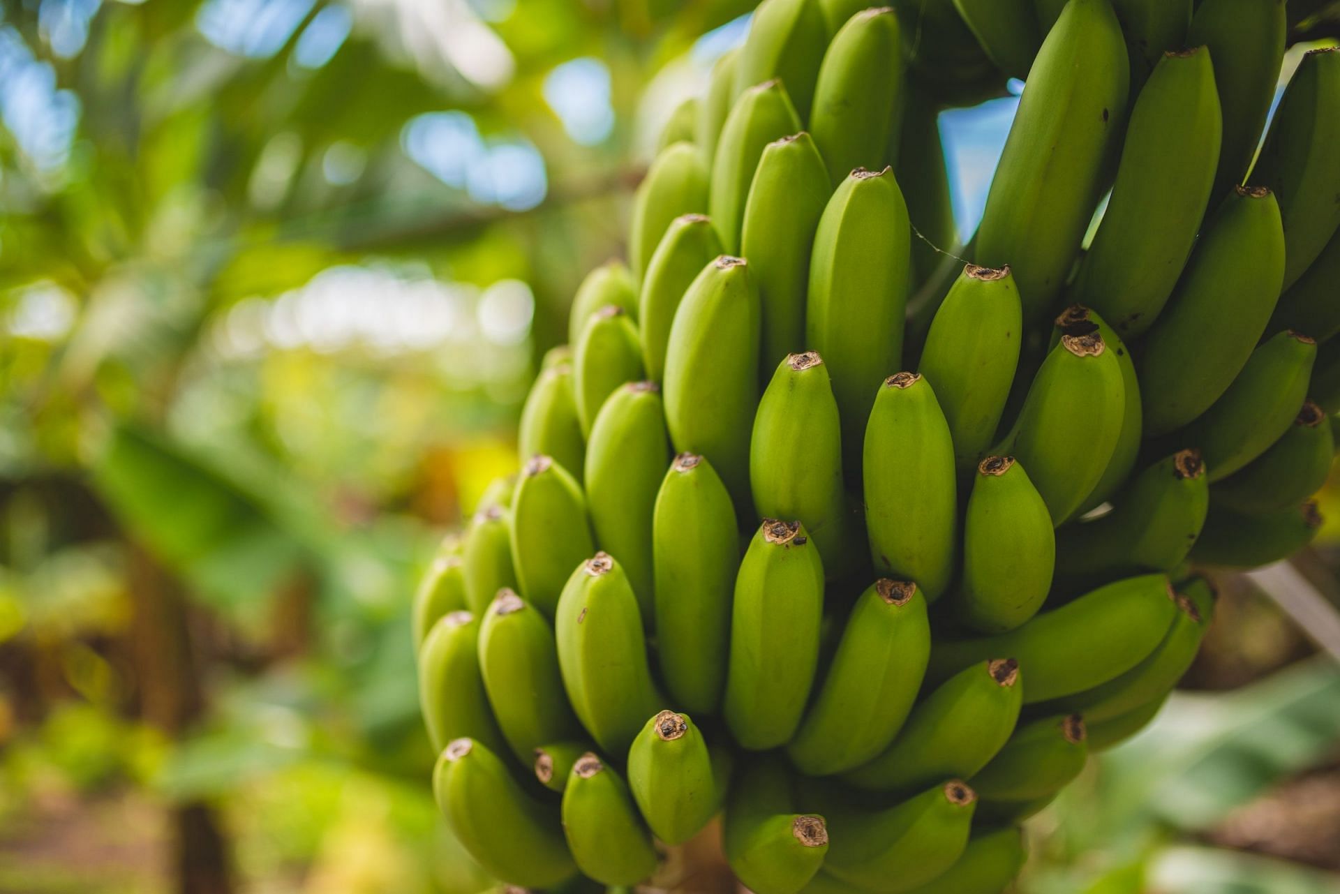 Bananas are rich in nutrients (Image via Unsplash/Monika Guzikowska)