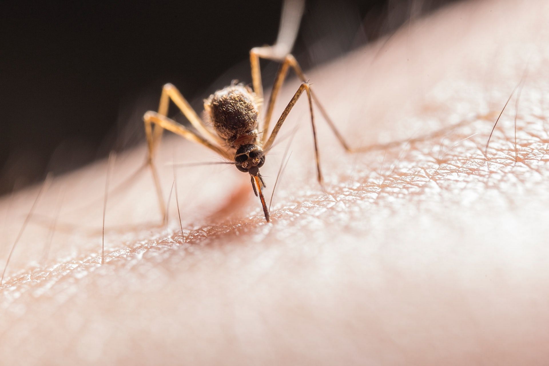 Insect bites can cause itchy skin. (Image via Pexels/Jimmy Chan)