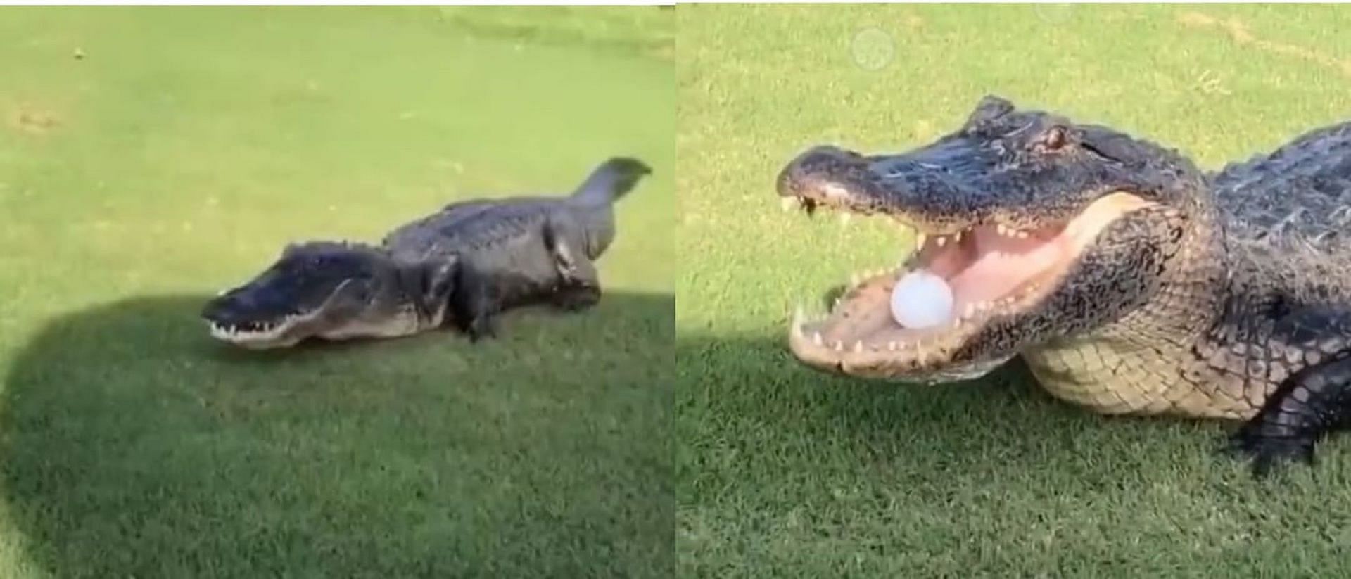 Large alligator stops golf 