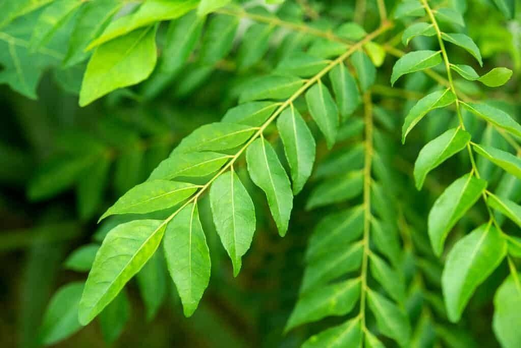 Curry leaves (Image via Unsplash/Find Fresh)