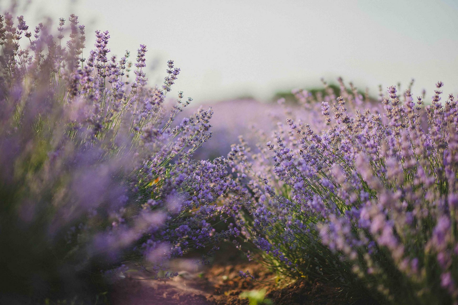 benefits of using blue vervain  (image sourced via Pexels / Photo by Natalie)