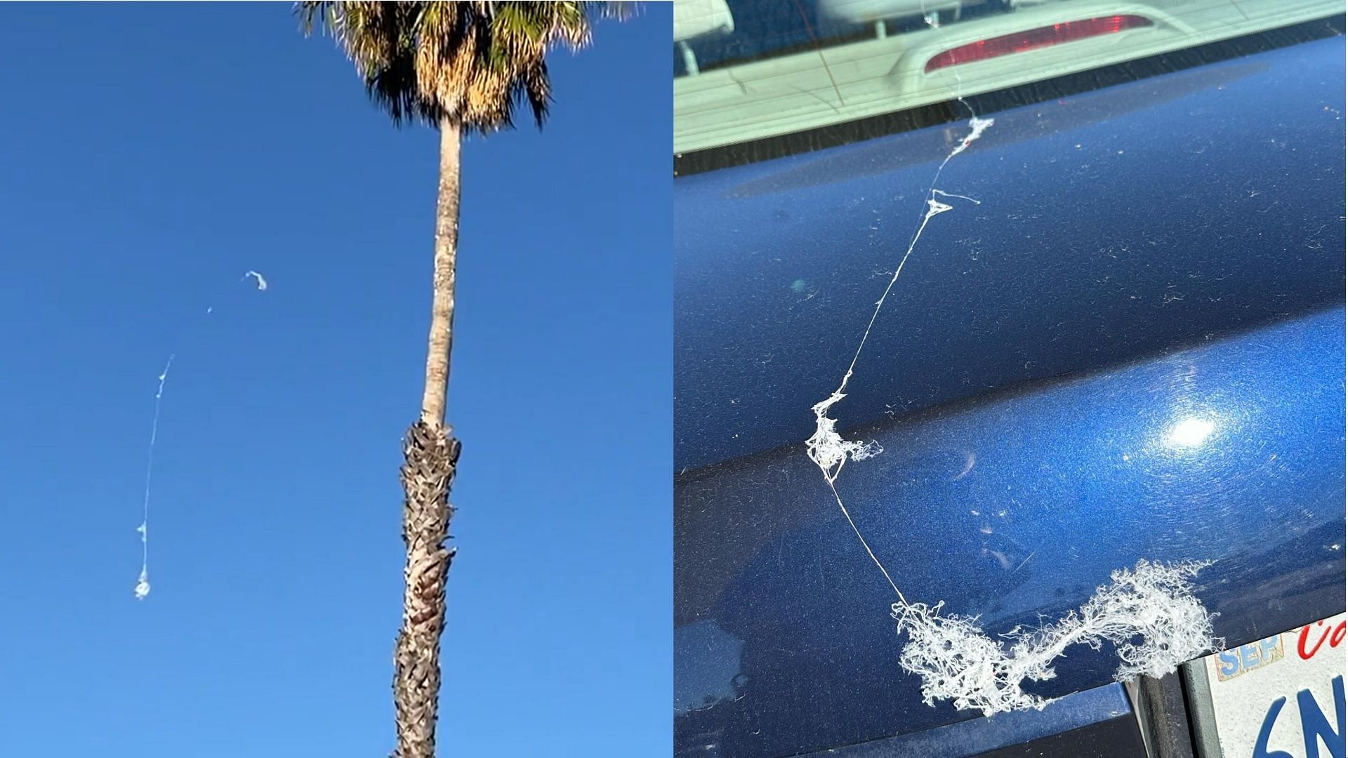 Spiders are falling from the sky in the San Francisco Bay Area due to ballooning. (Image via X/@brainyuenKPIX, Facebook/Michael Durand)