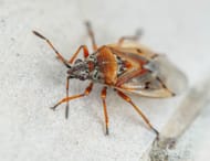 Bedbugs are found in mattresses. (Image via Pexels/ Egor Kamelev)